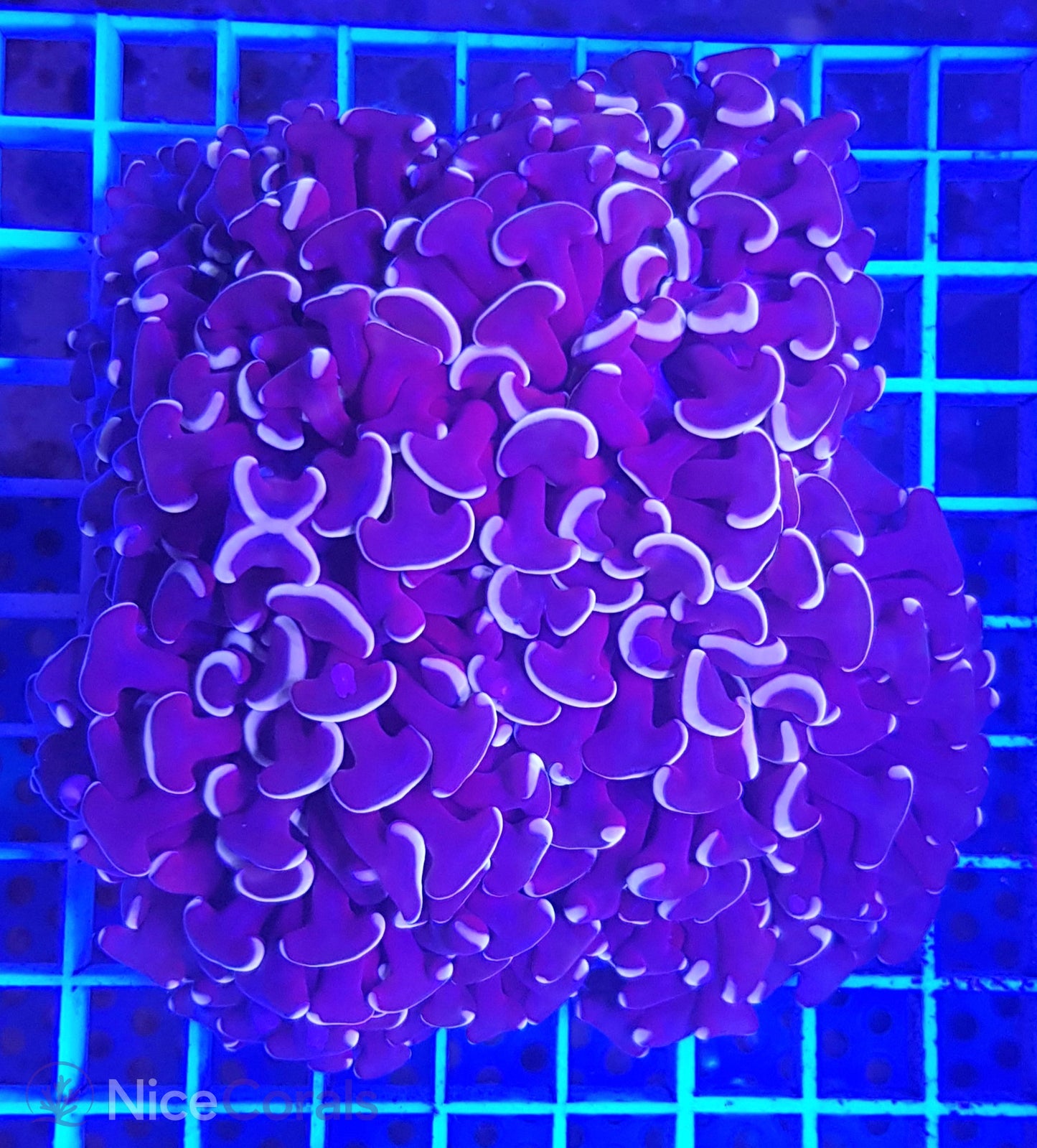 Euphyllia ancora