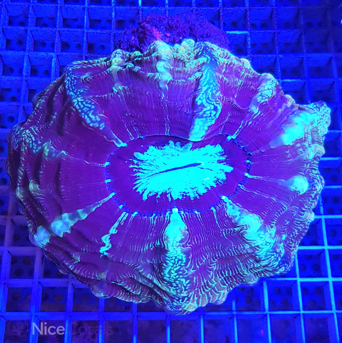 Cynarina
