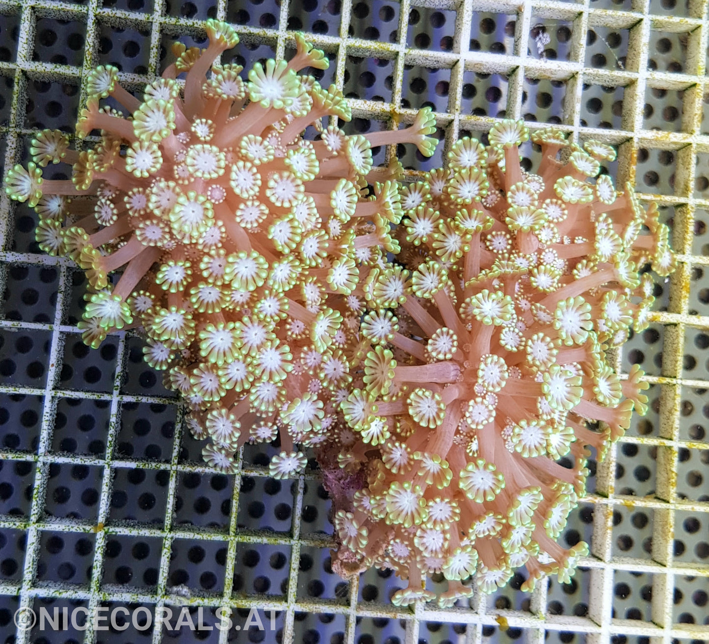 Alveopora