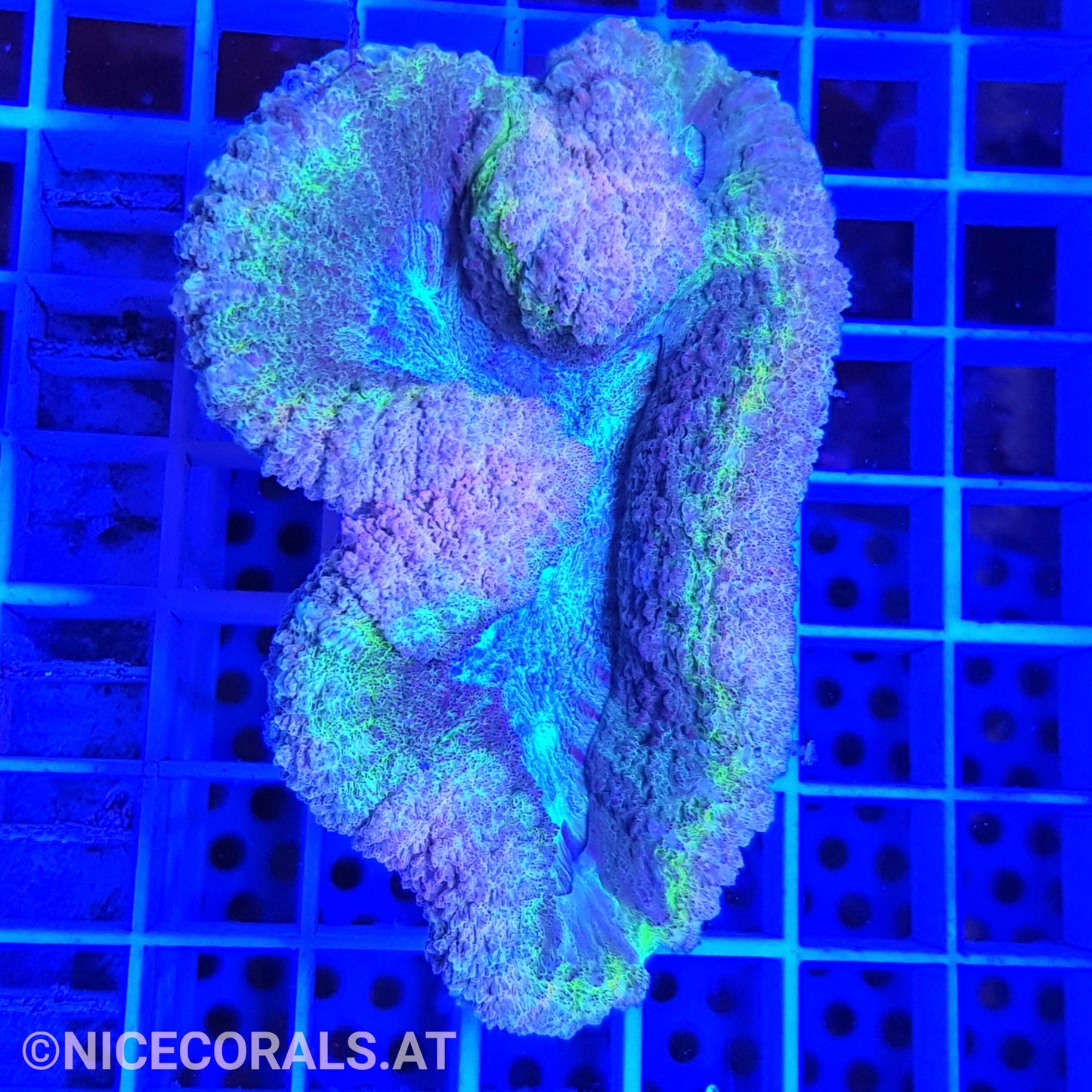 Lobophyllia