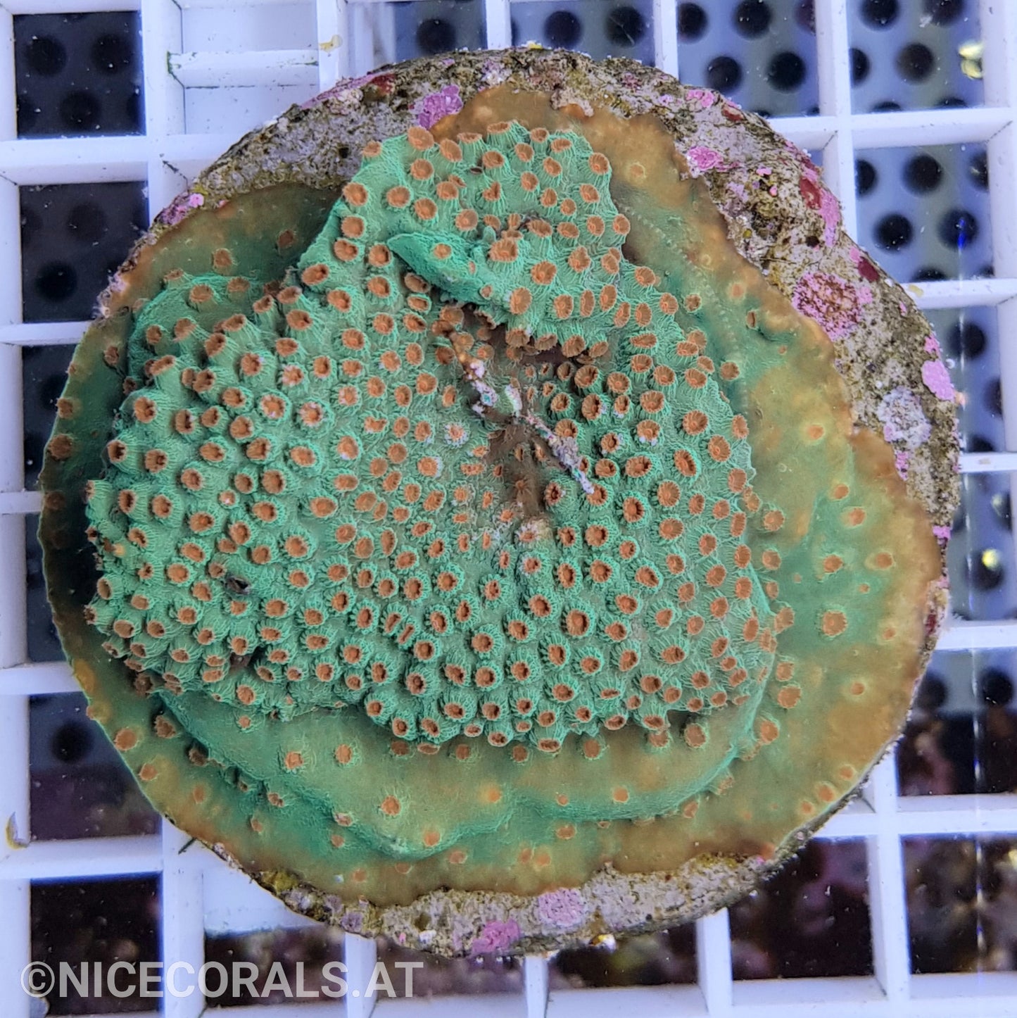 Cyphastrea