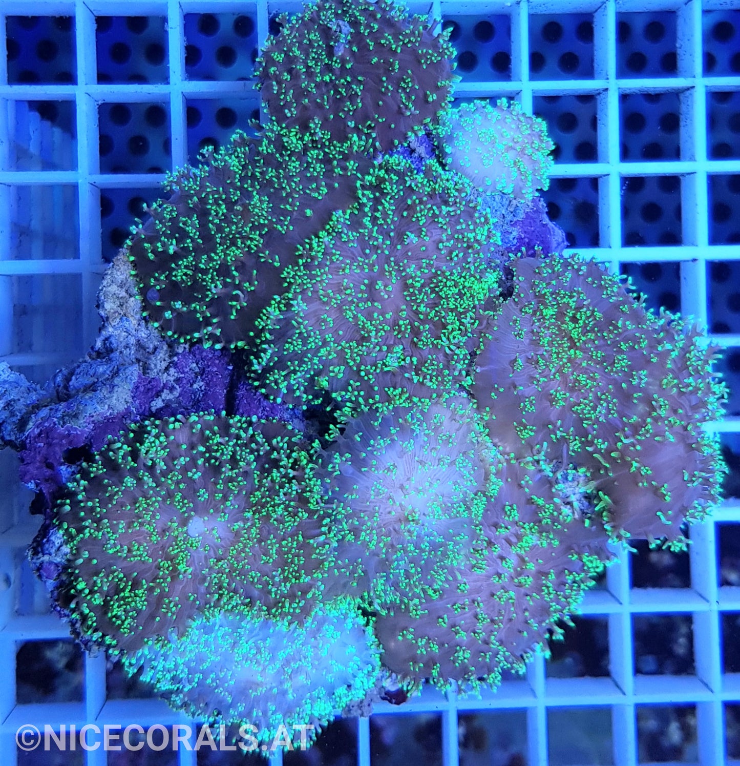 Rhodactis