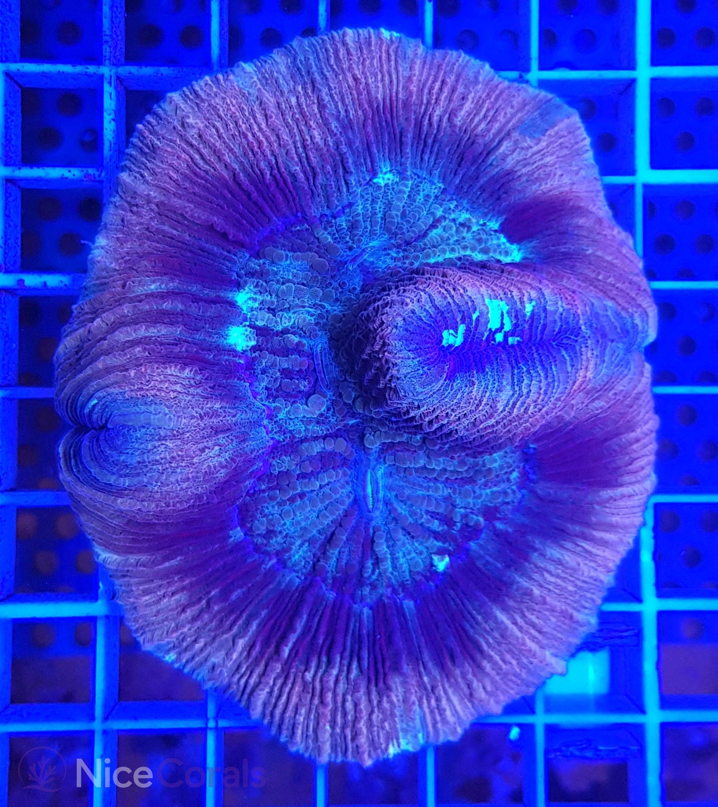 Trachyphyllia