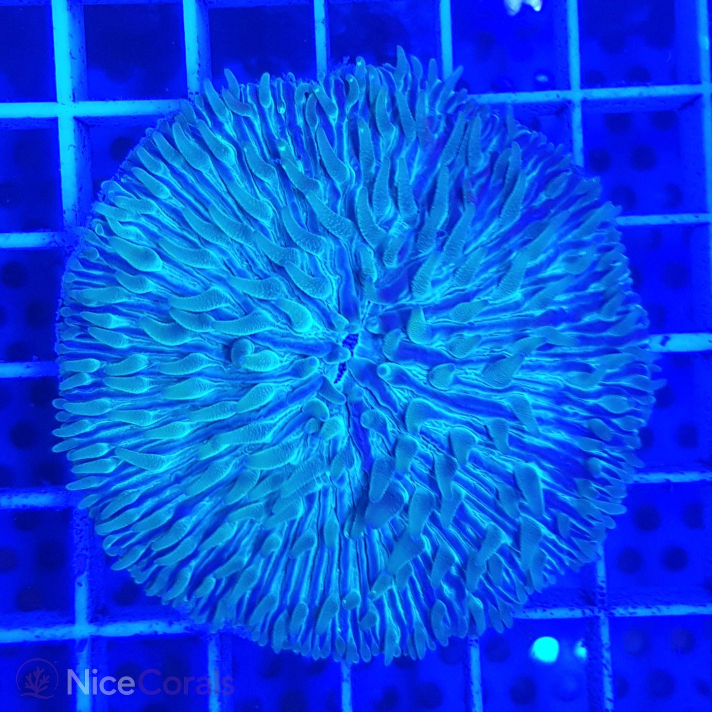 Cycloseris