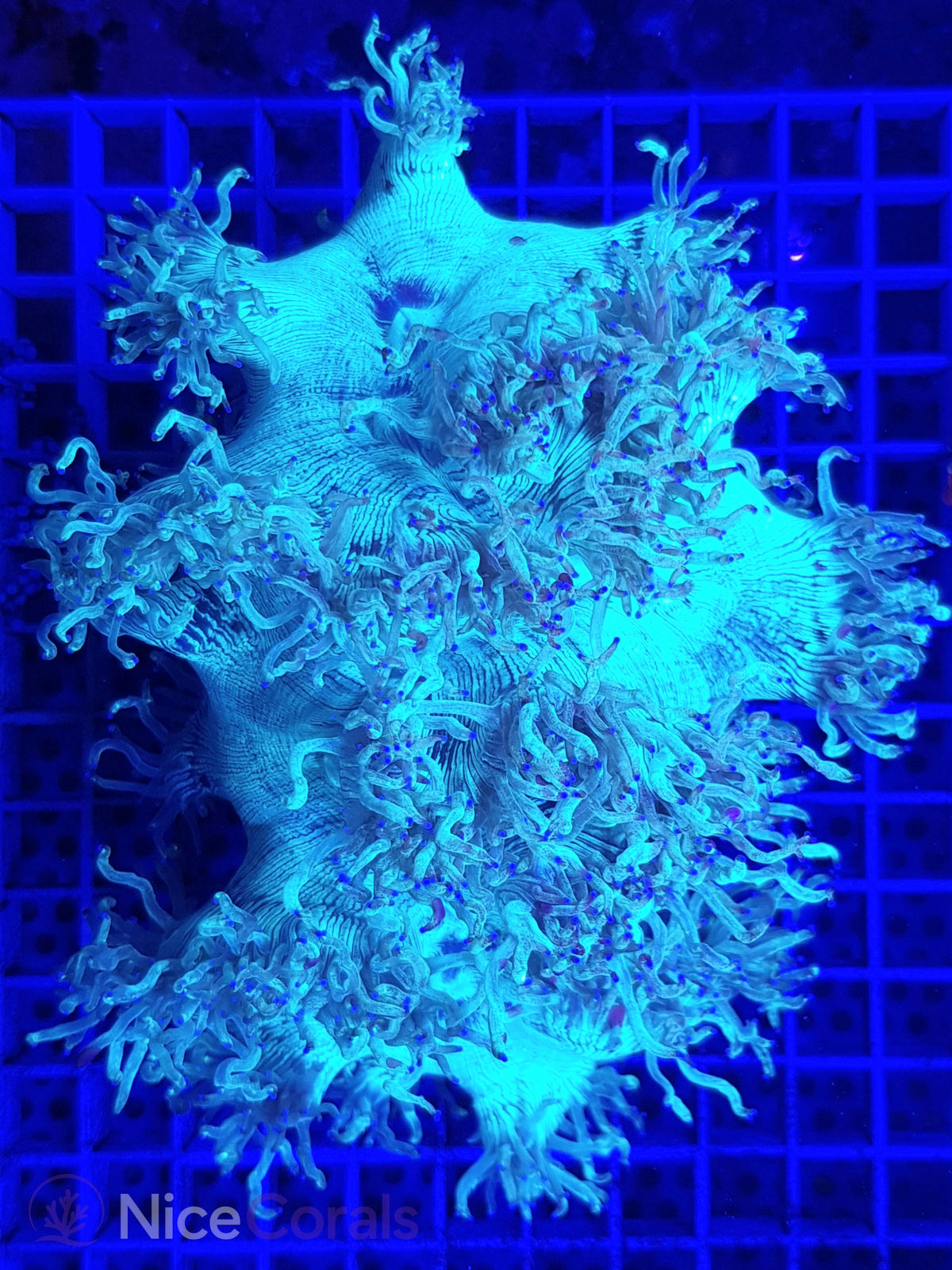 Catalaphyllia
