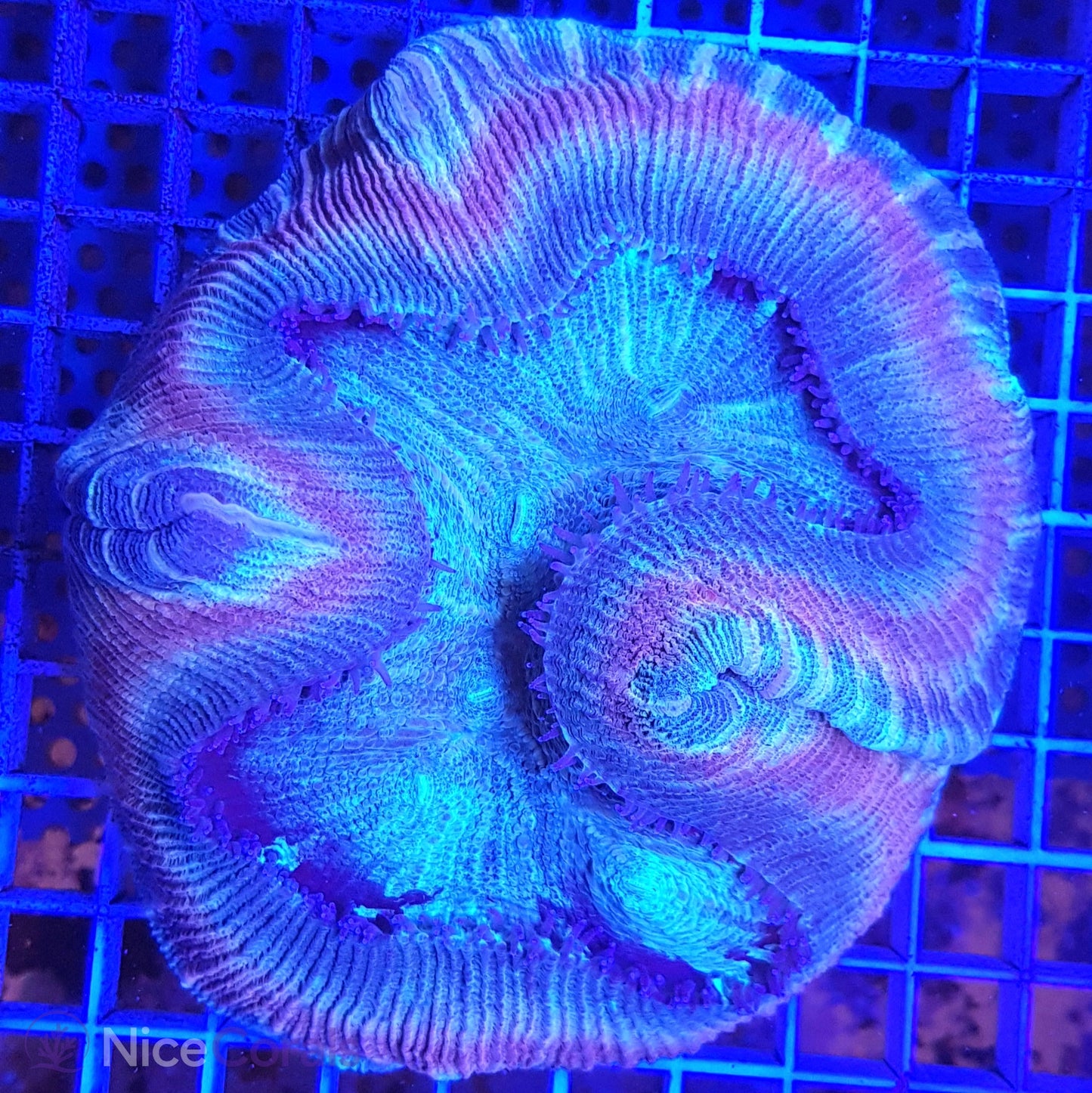 Trachyphyllia