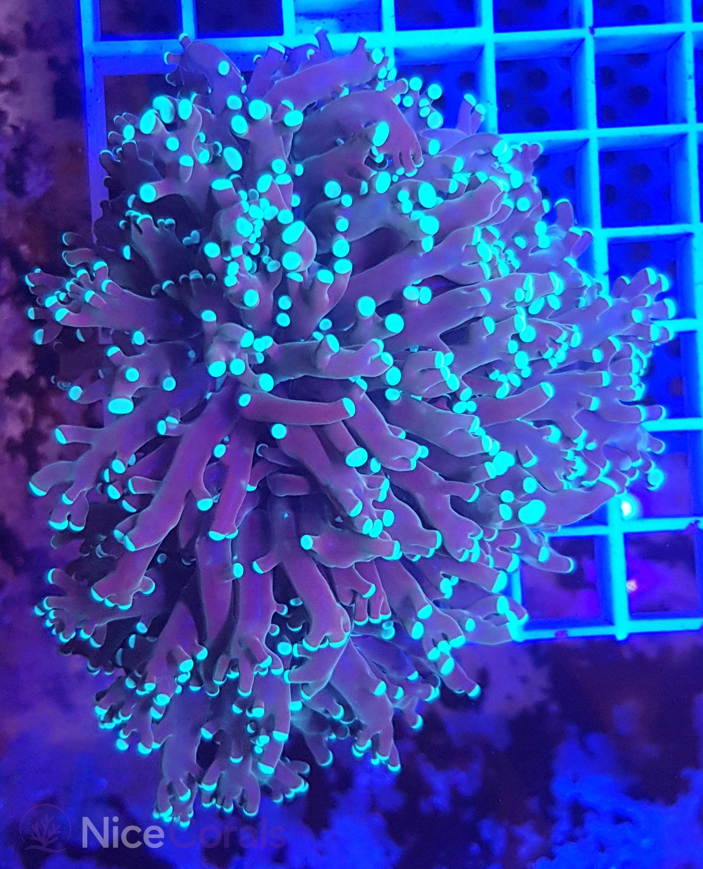 Euphyllia divisa