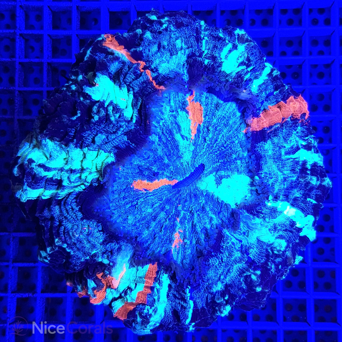 Cynarina SP. Acanthophyllia