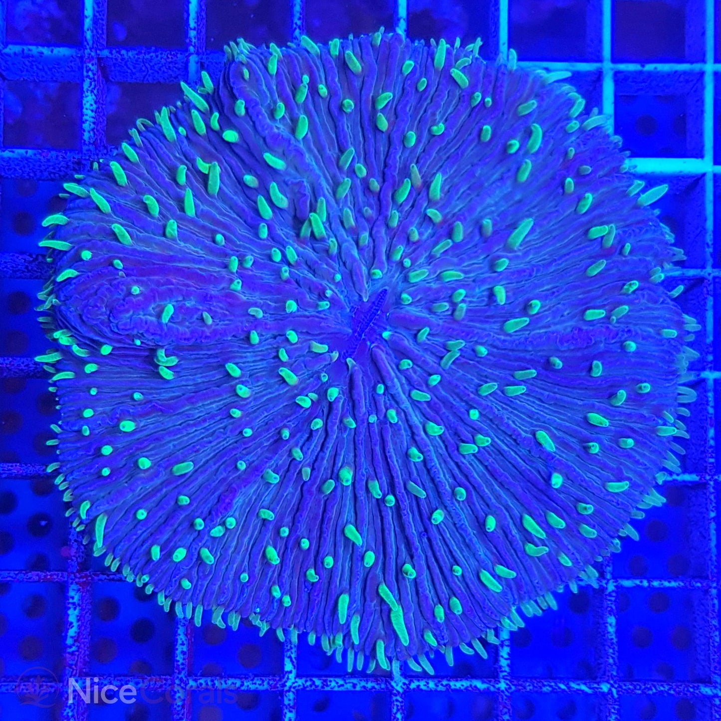 Cycloseris