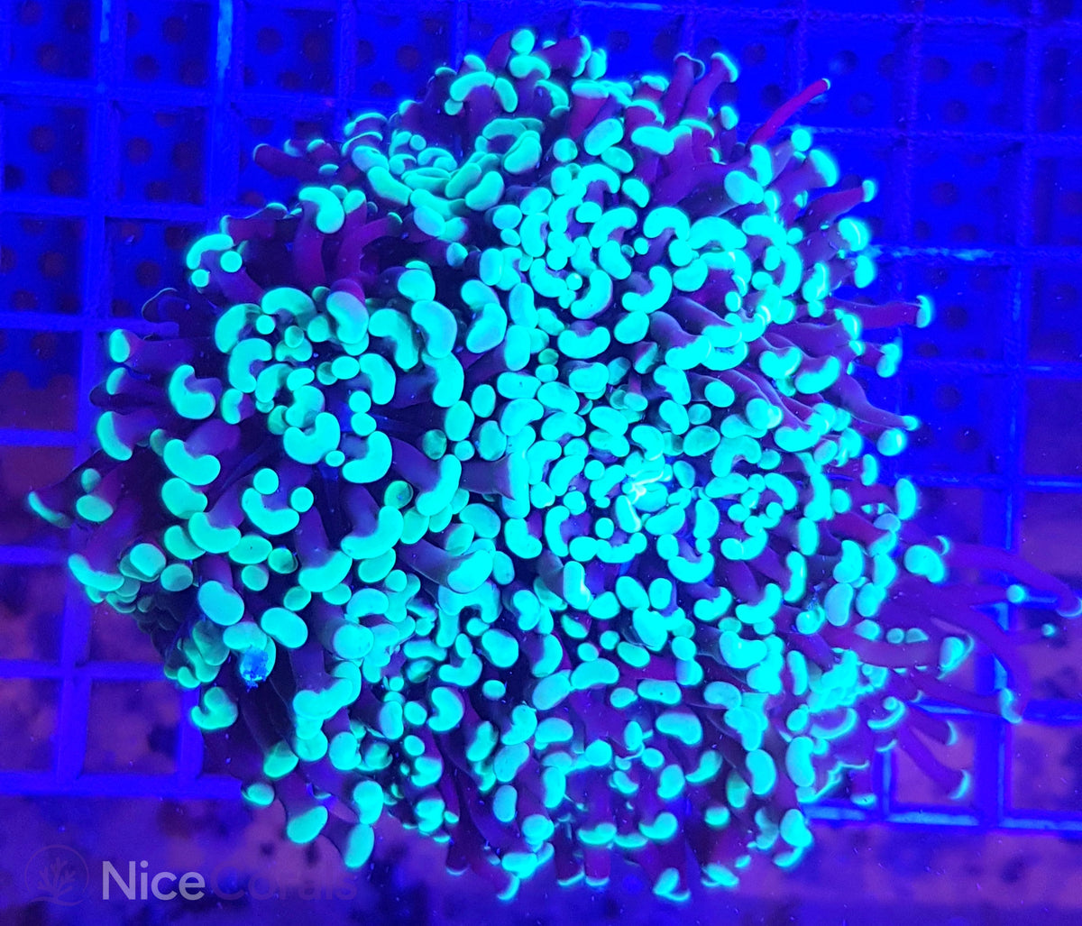 Euphyllia paraancora XXL