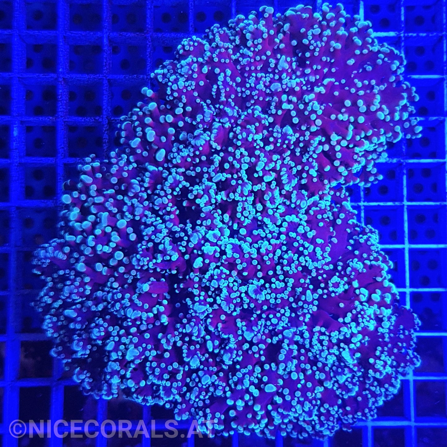 Euphyllia divisa