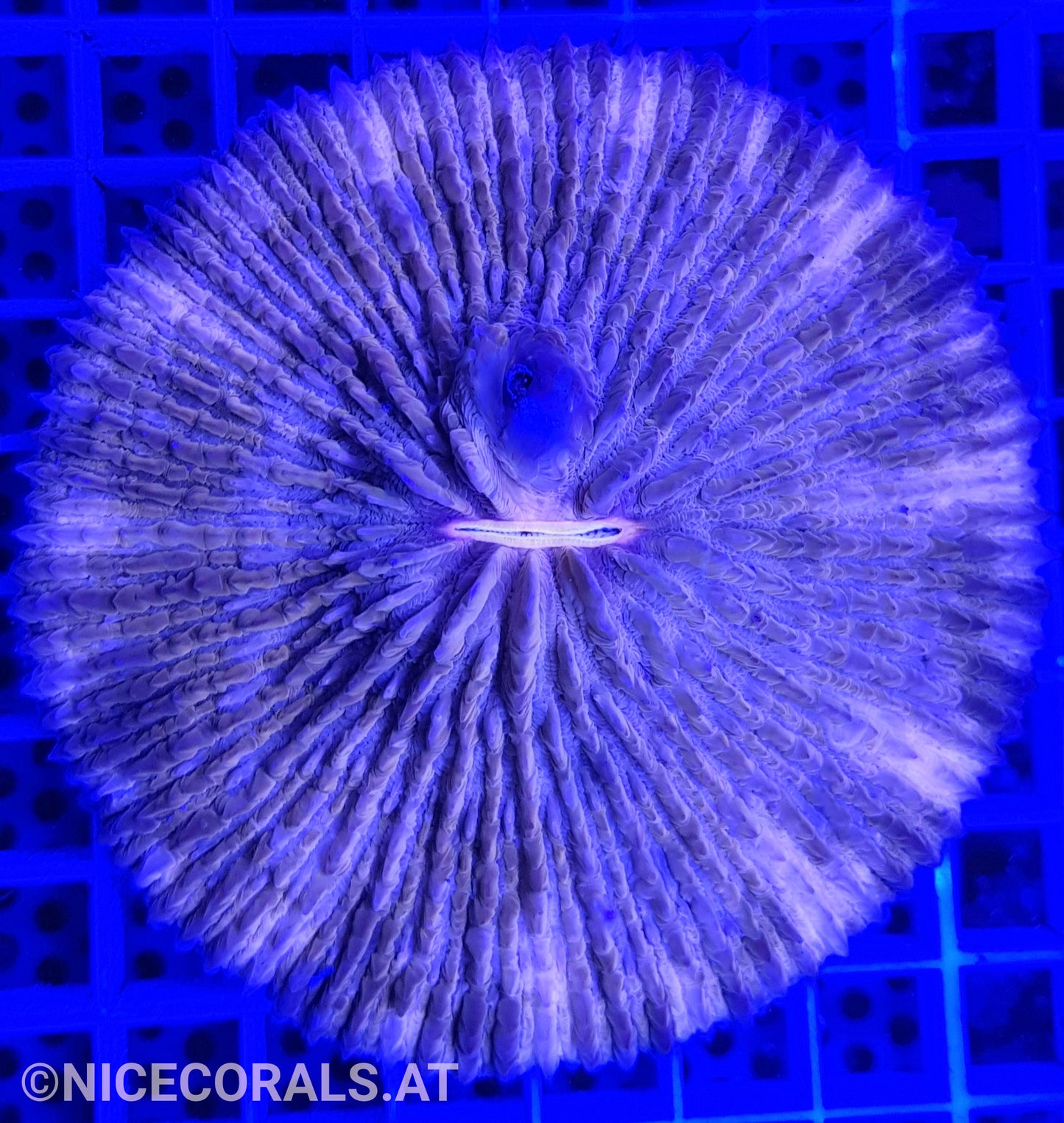 Cycloseris