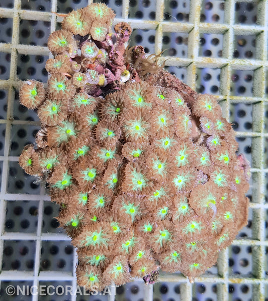 Blastomussa