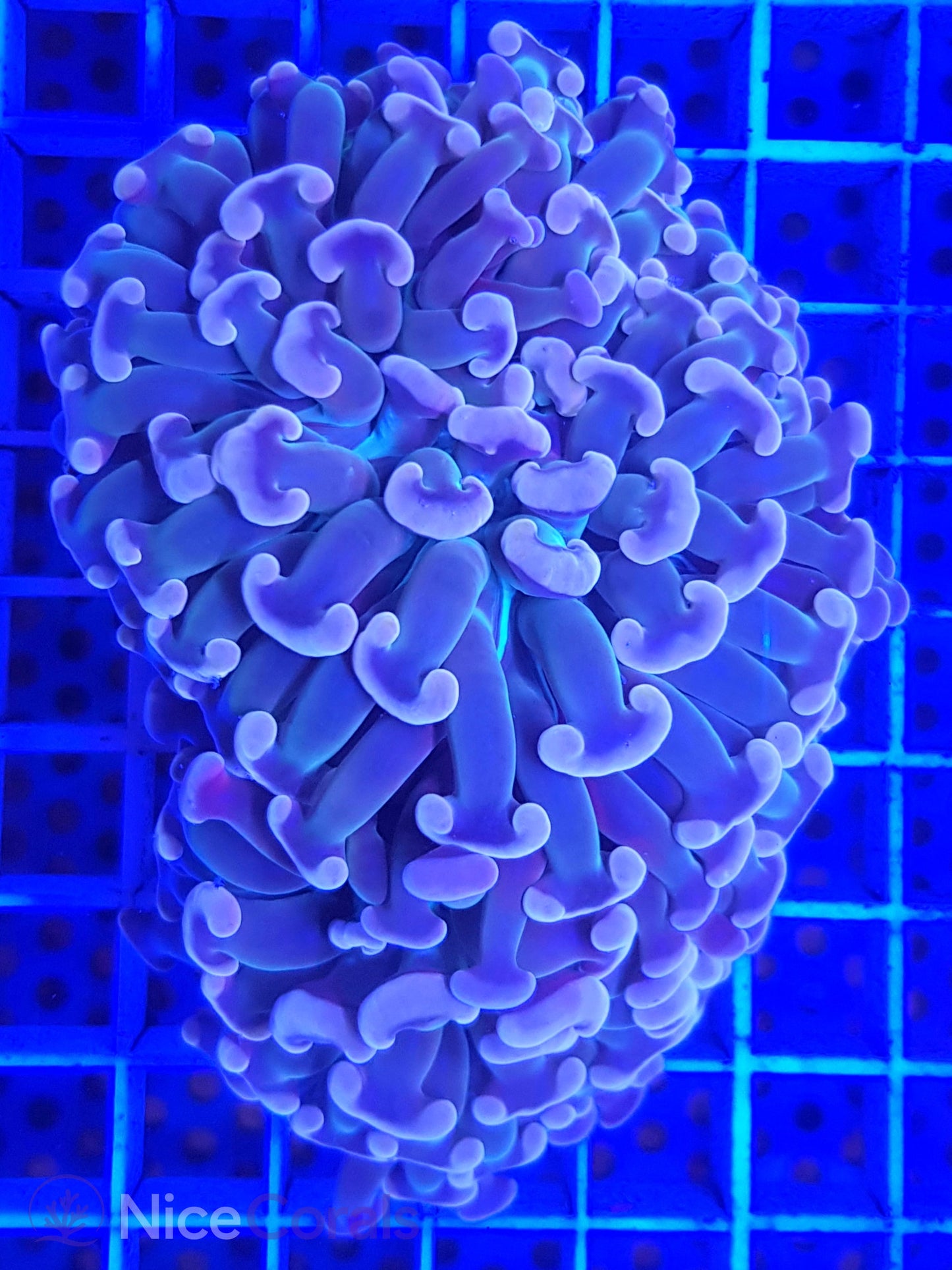 Euphyllia ancora
