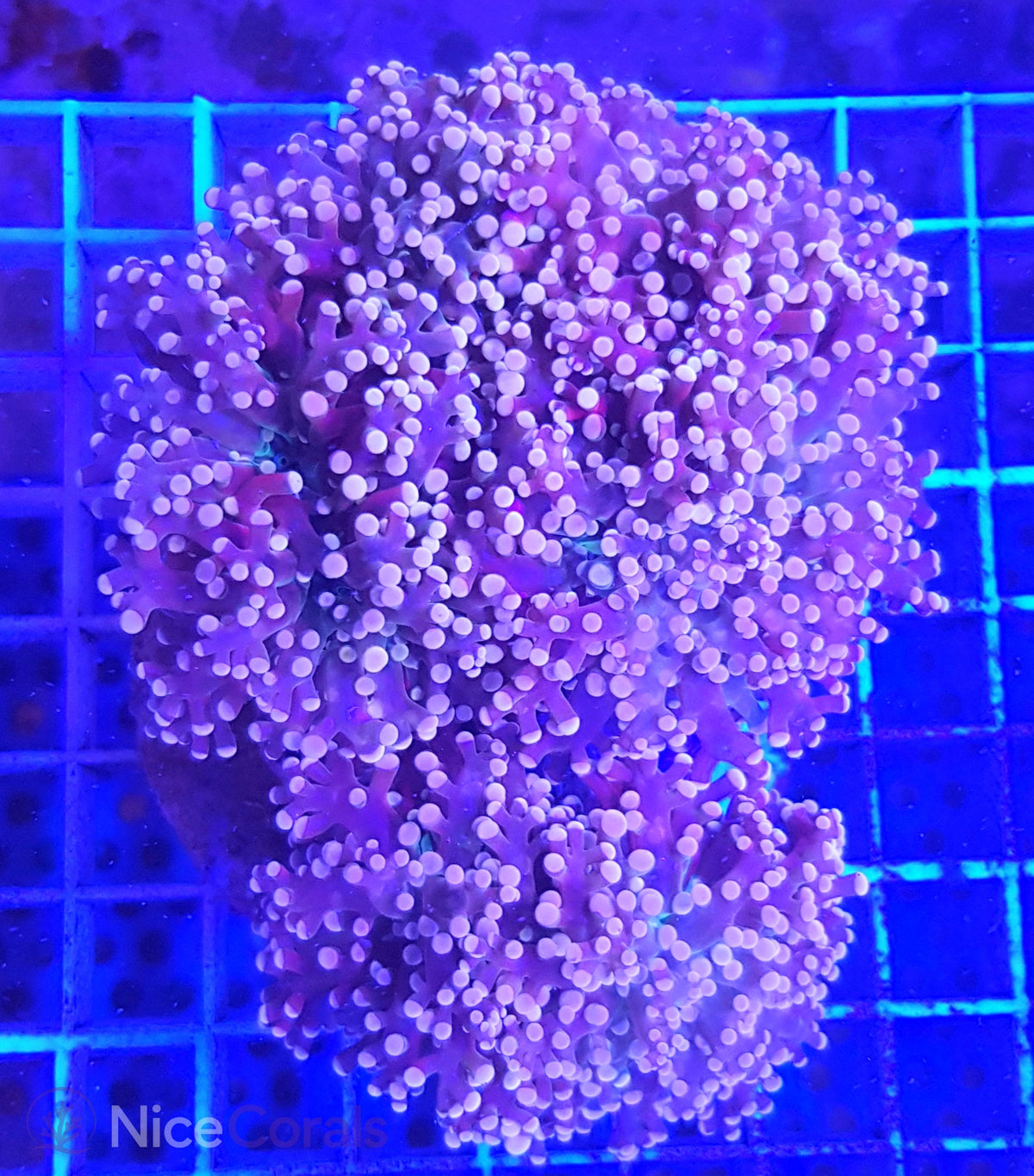 Euphyllia paradivisa