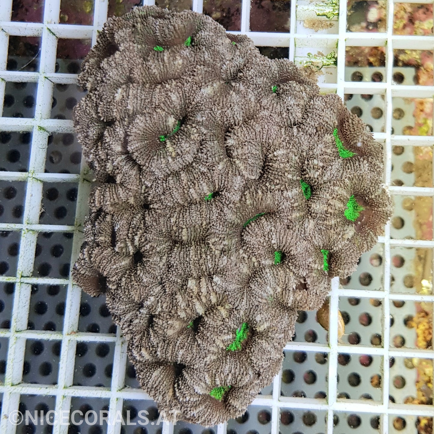 Acanthastrea