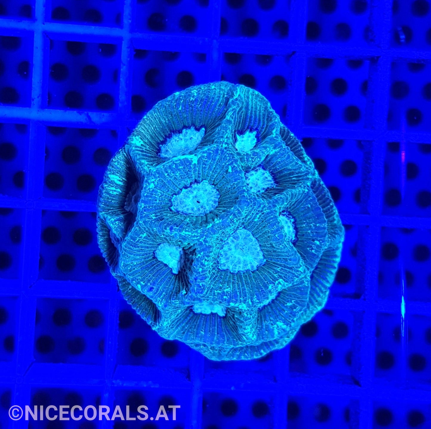 Goniastrea