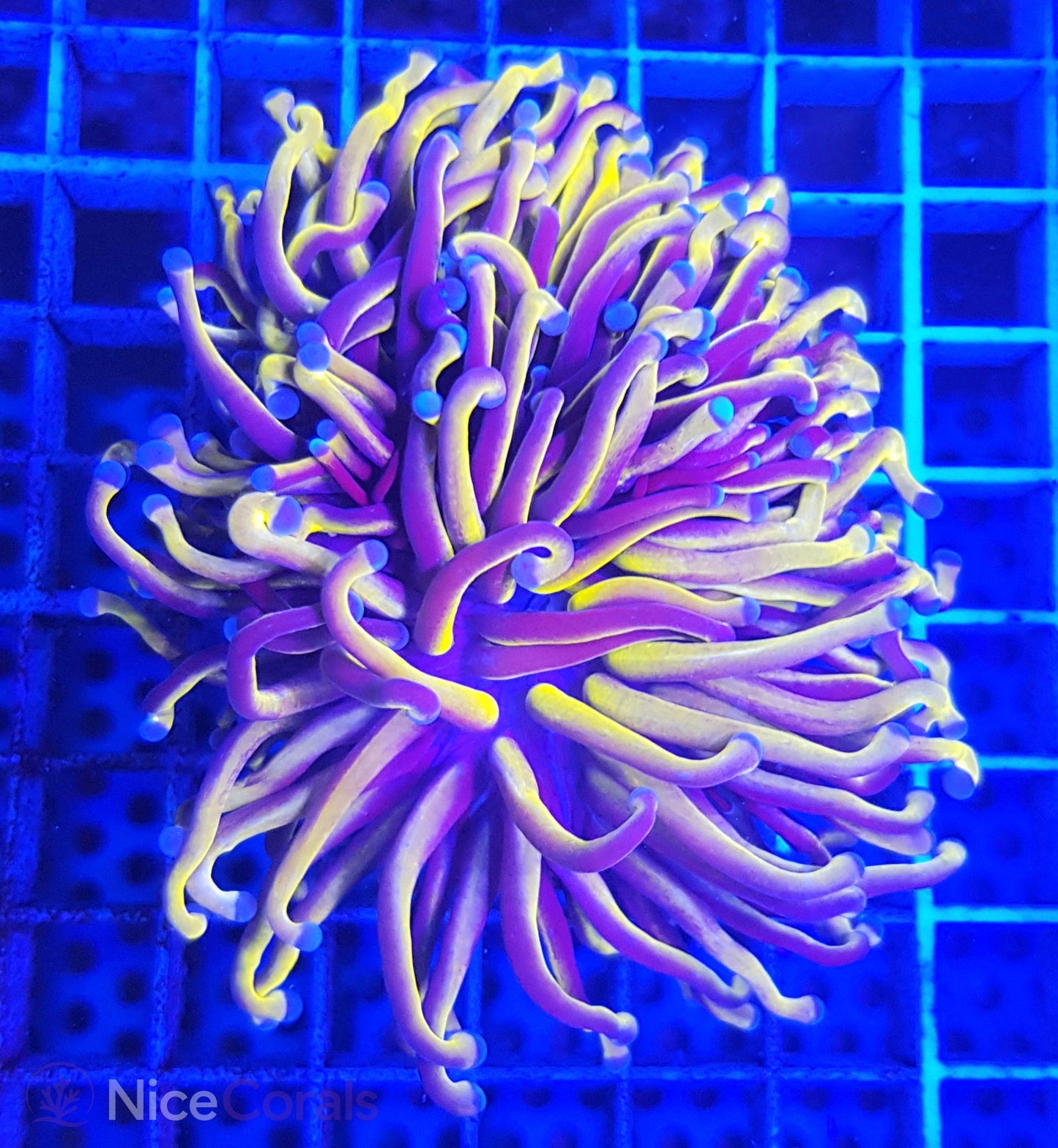 Euphyllia Gold Torch
