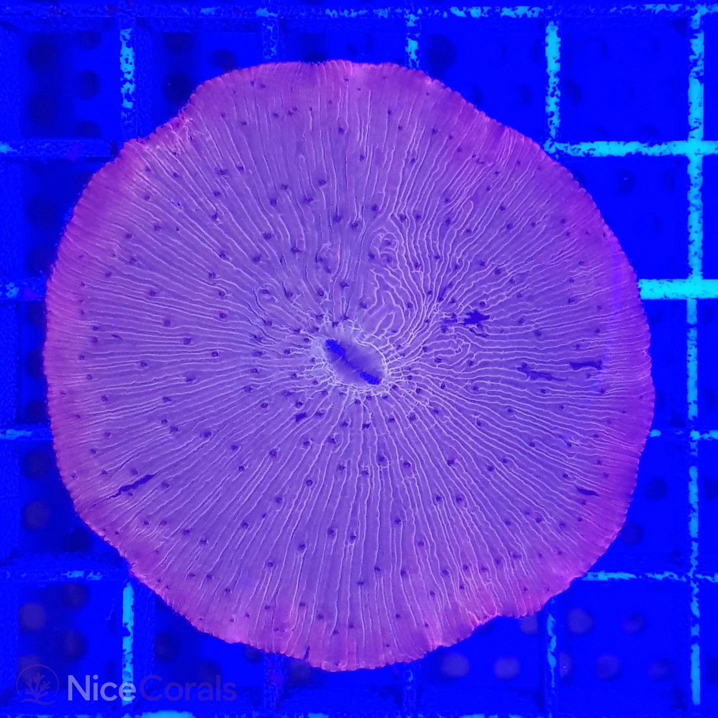 Cycloseris
