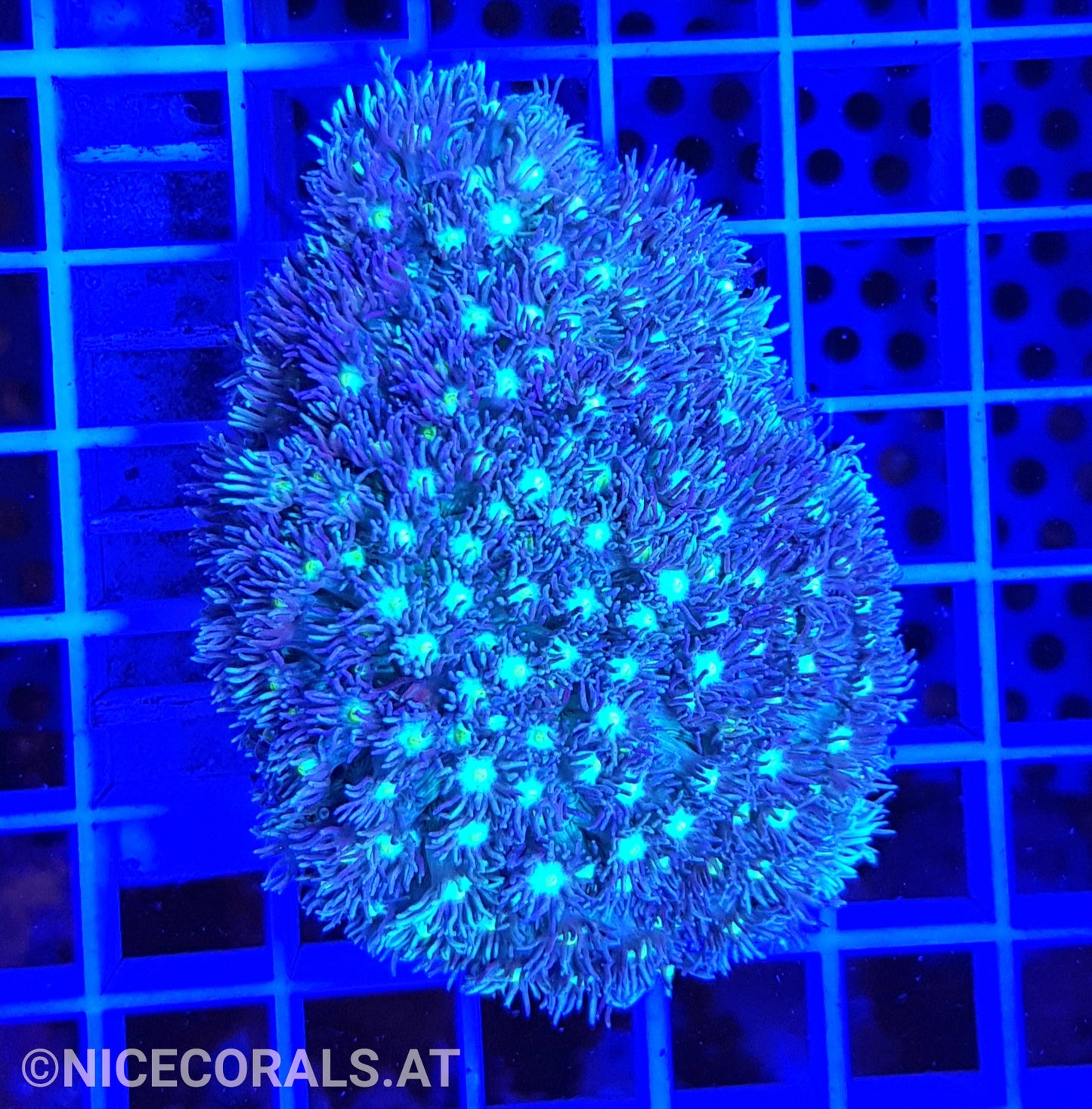 Goniopora