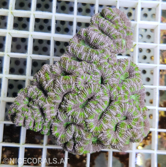 Acanthastrea