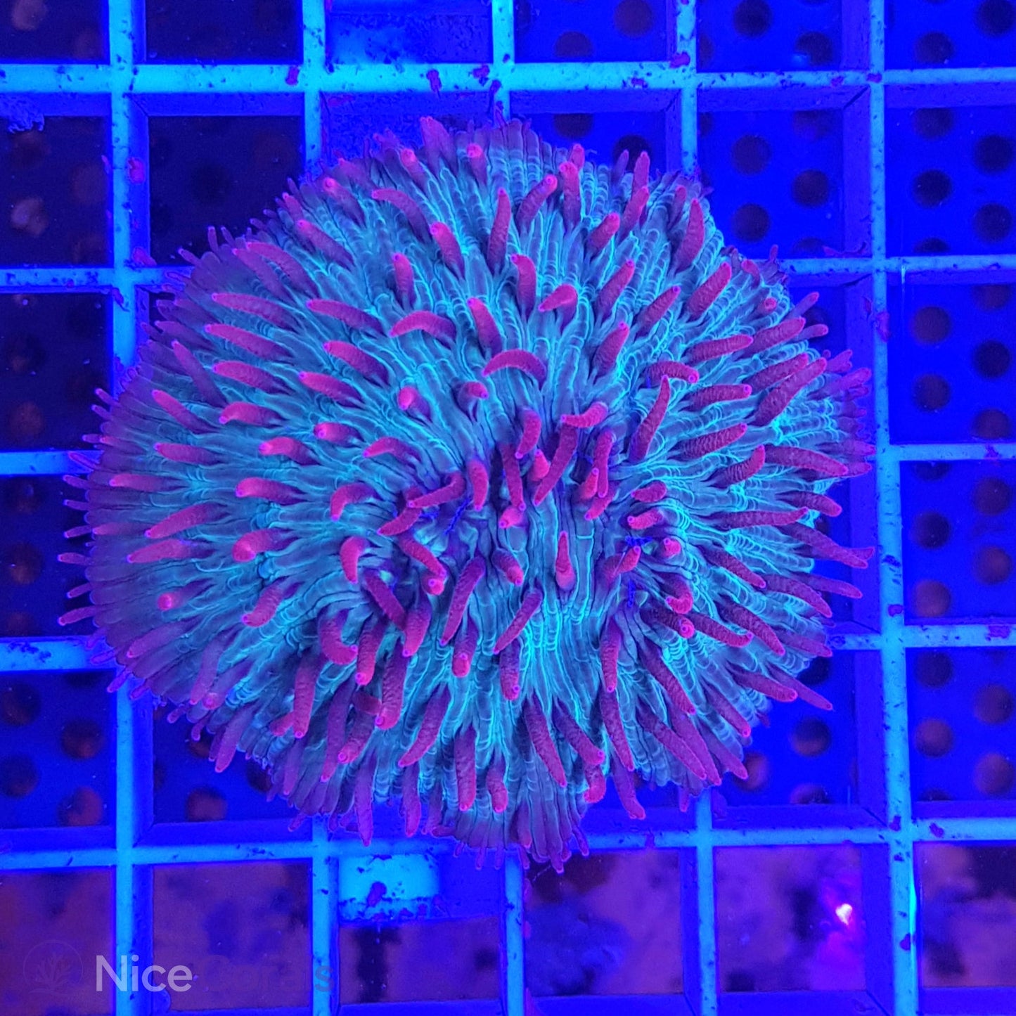Cycloseris fragilis