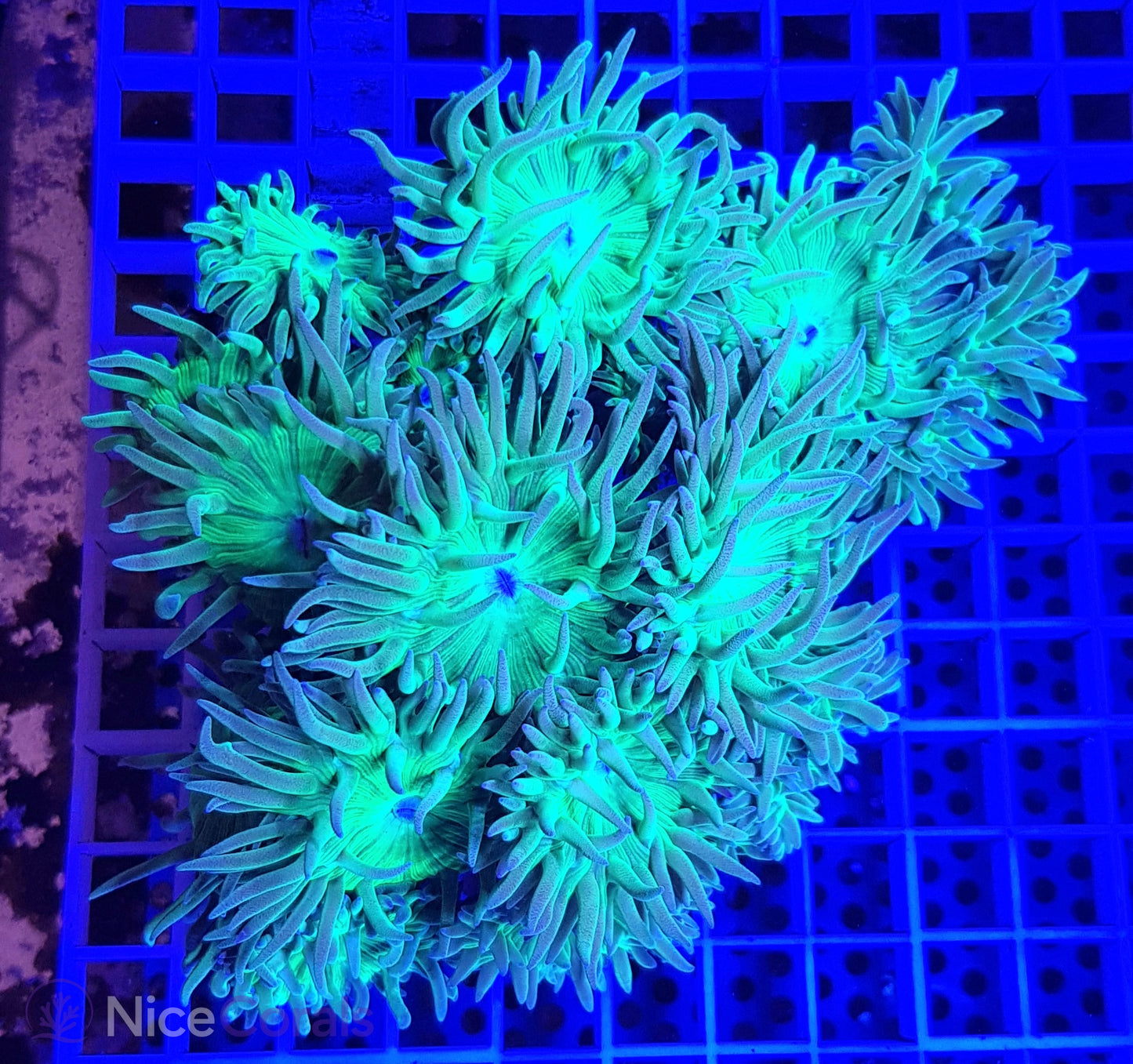 Duncanopsammia