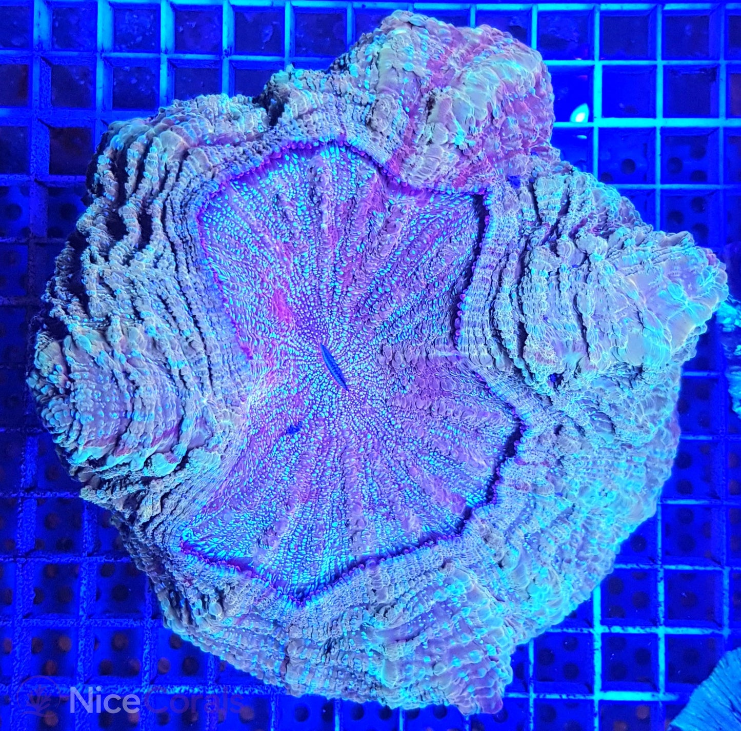 Cynarina SP. Acanthophyllia