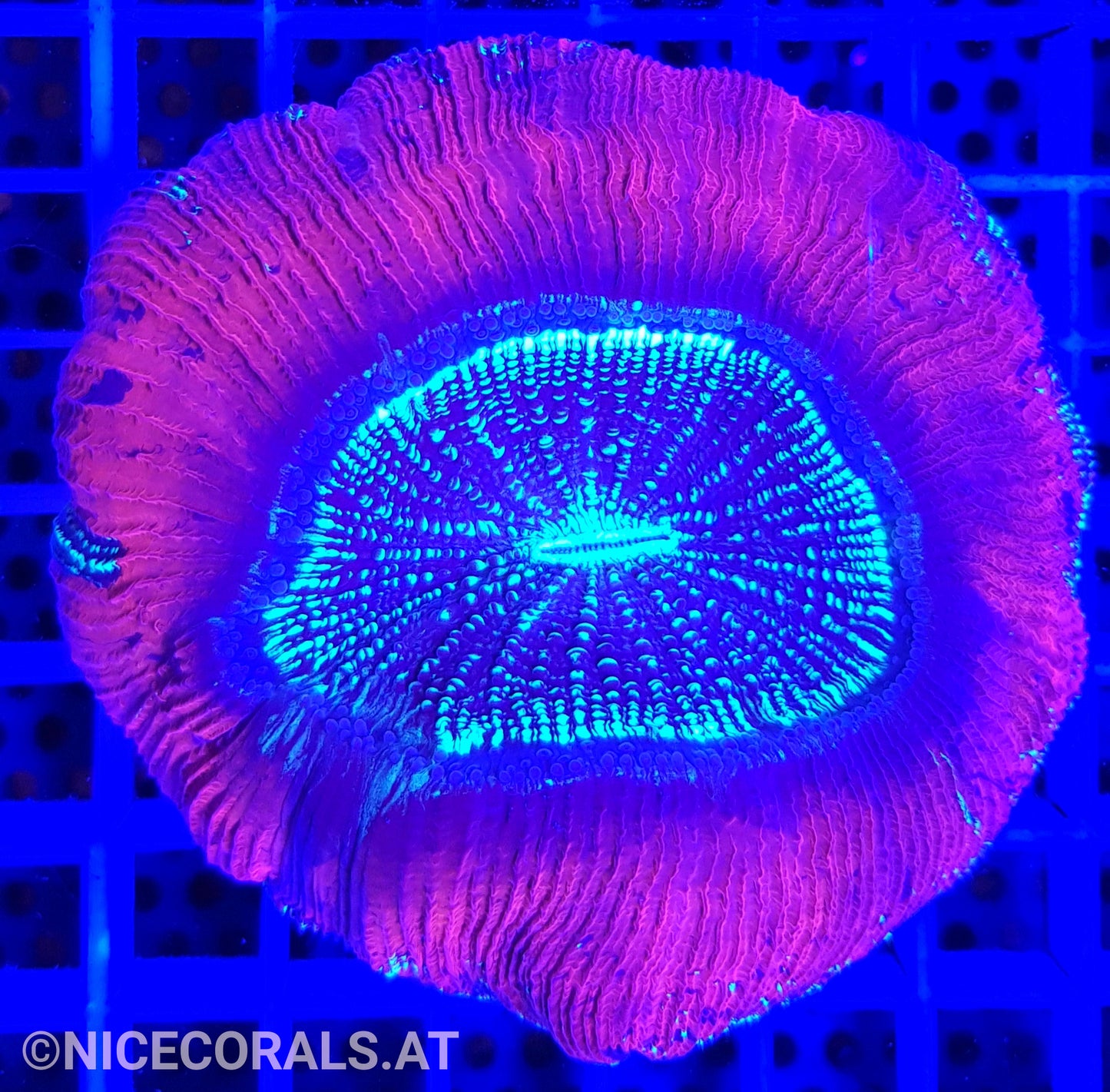 Trachyphyllia