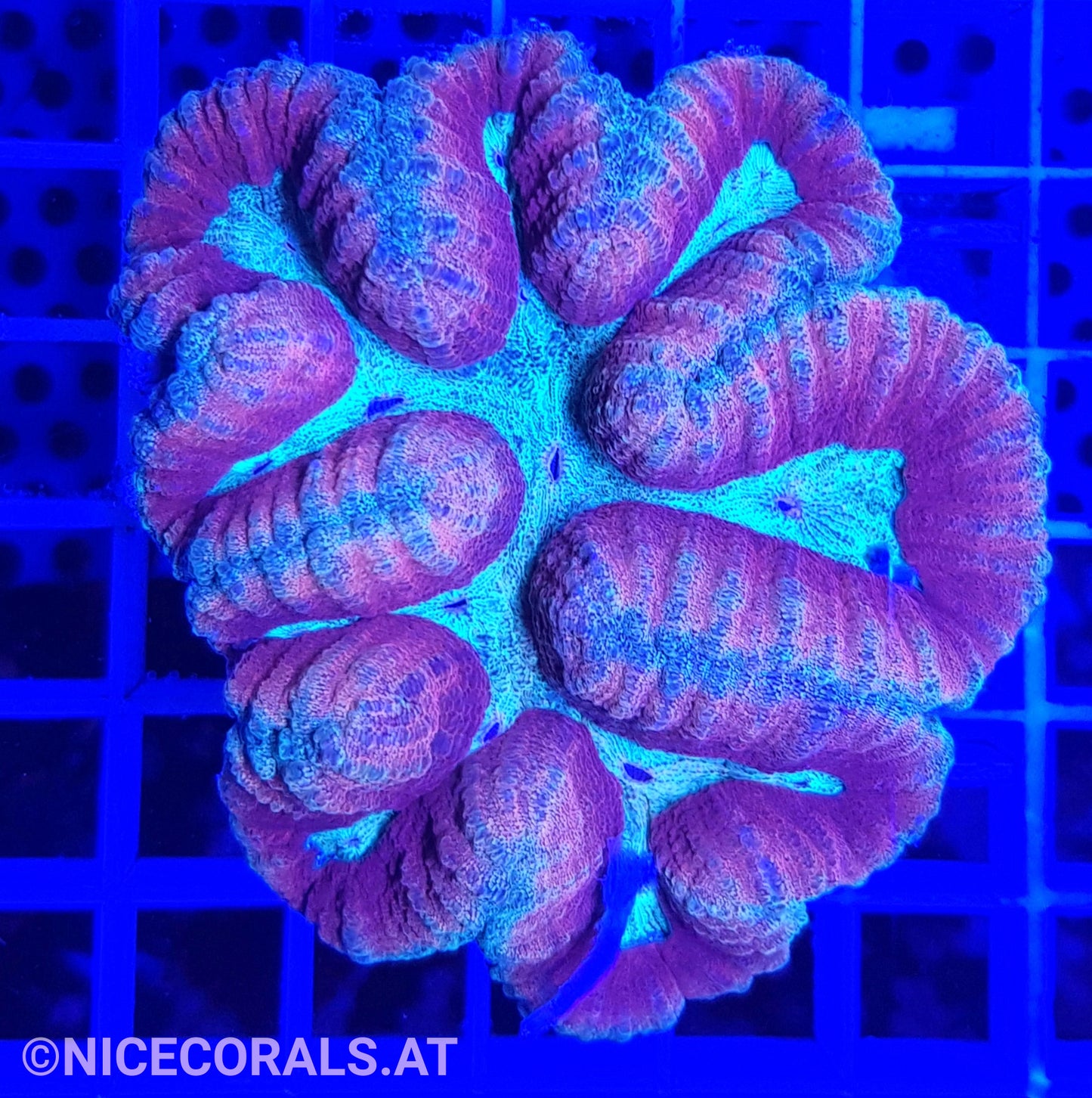 Symphyllia