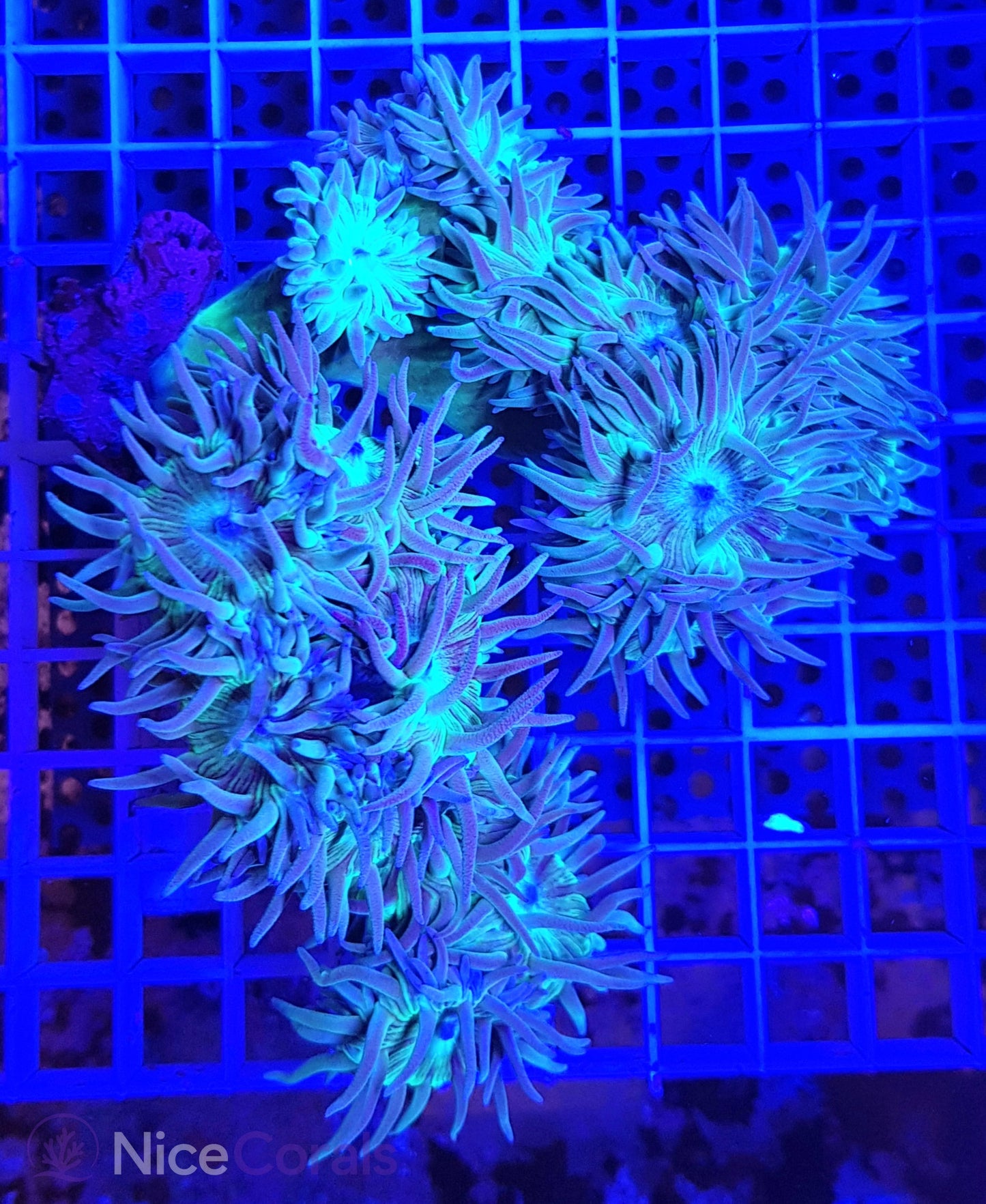 Duncanopsammia