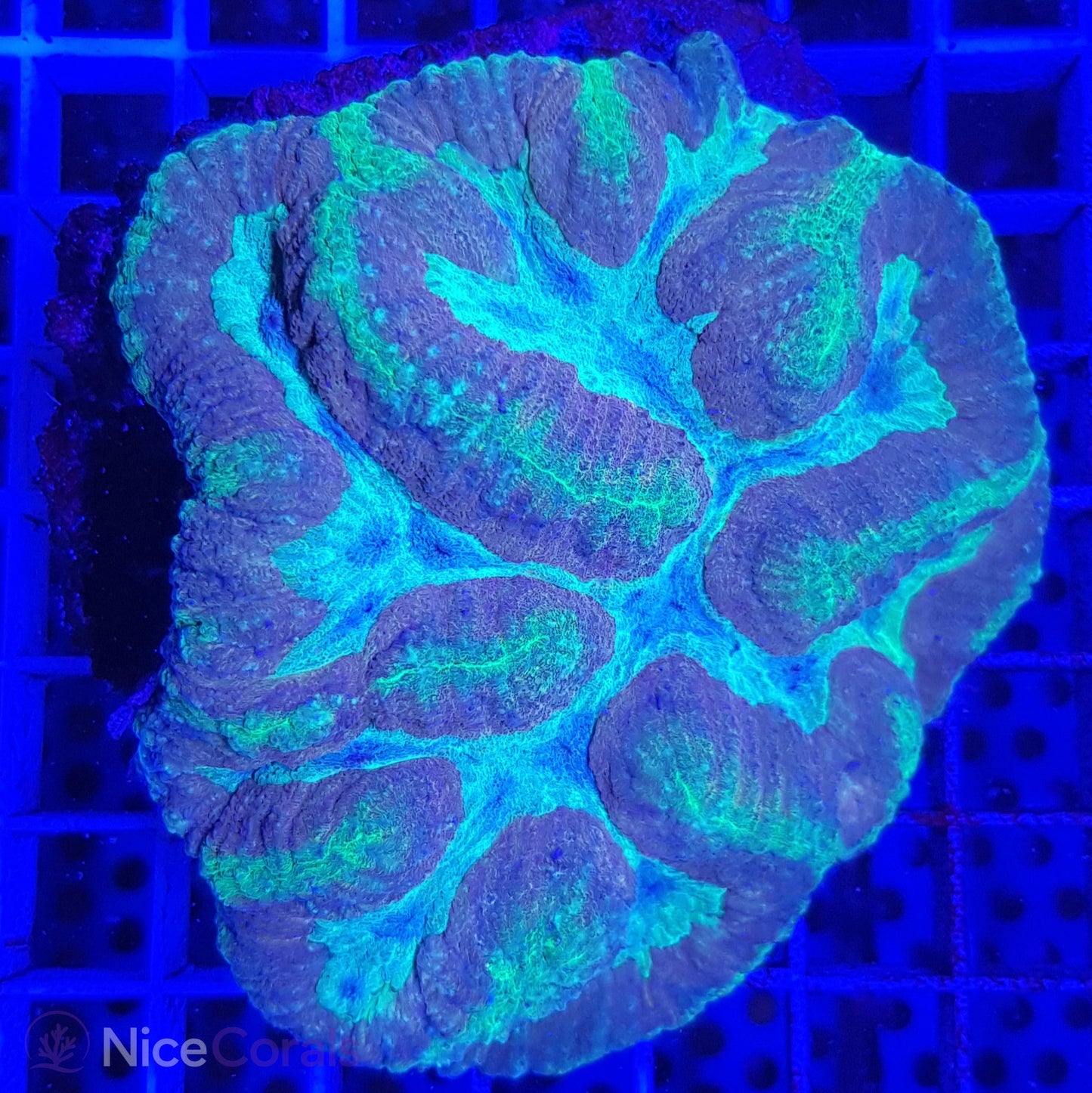 Symphyllia