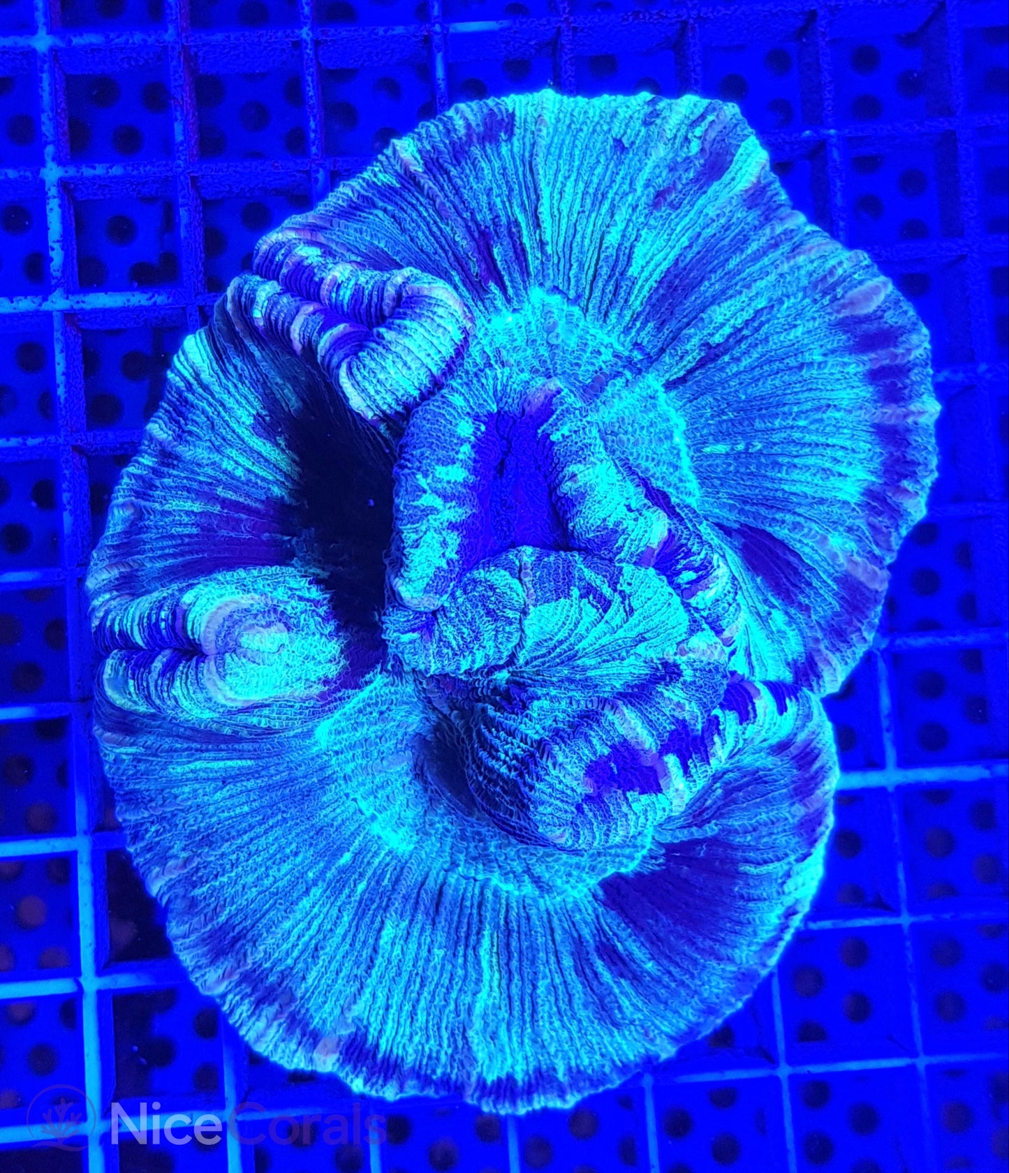 Trachyphyllia