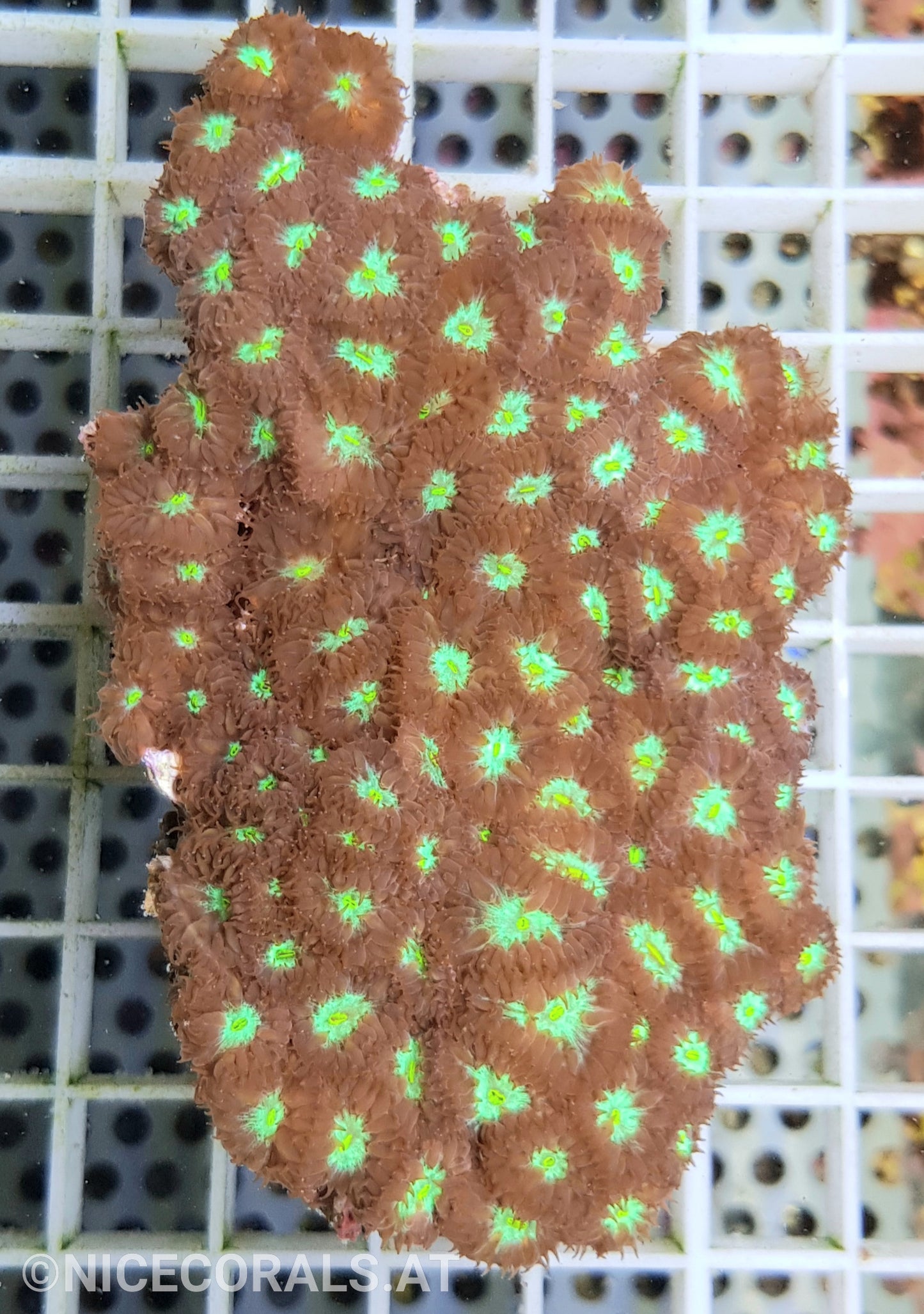 Blastomussa