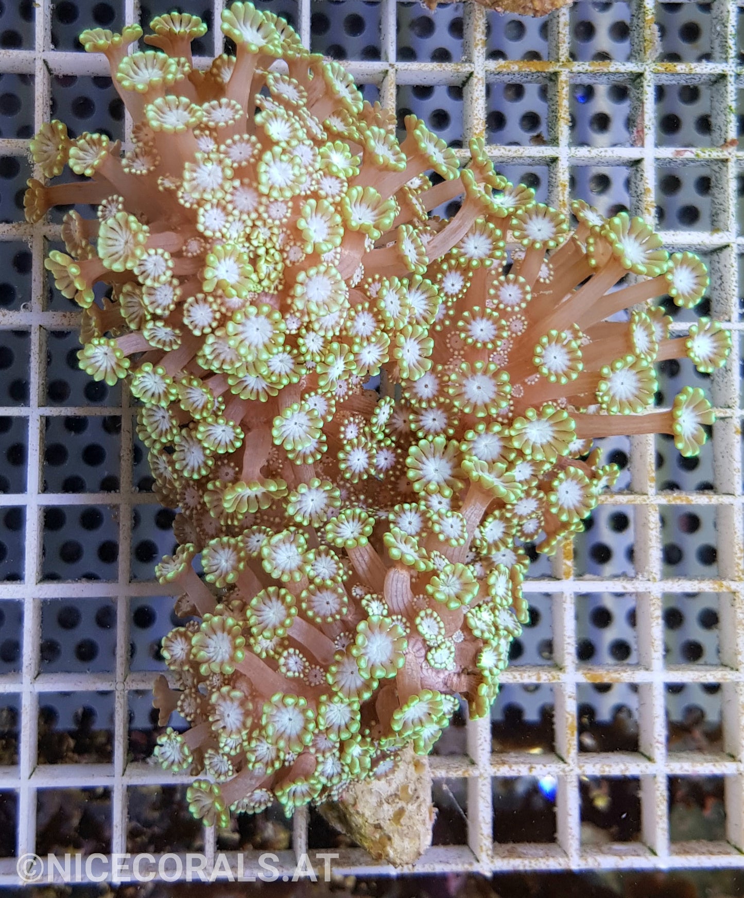 Alveopora