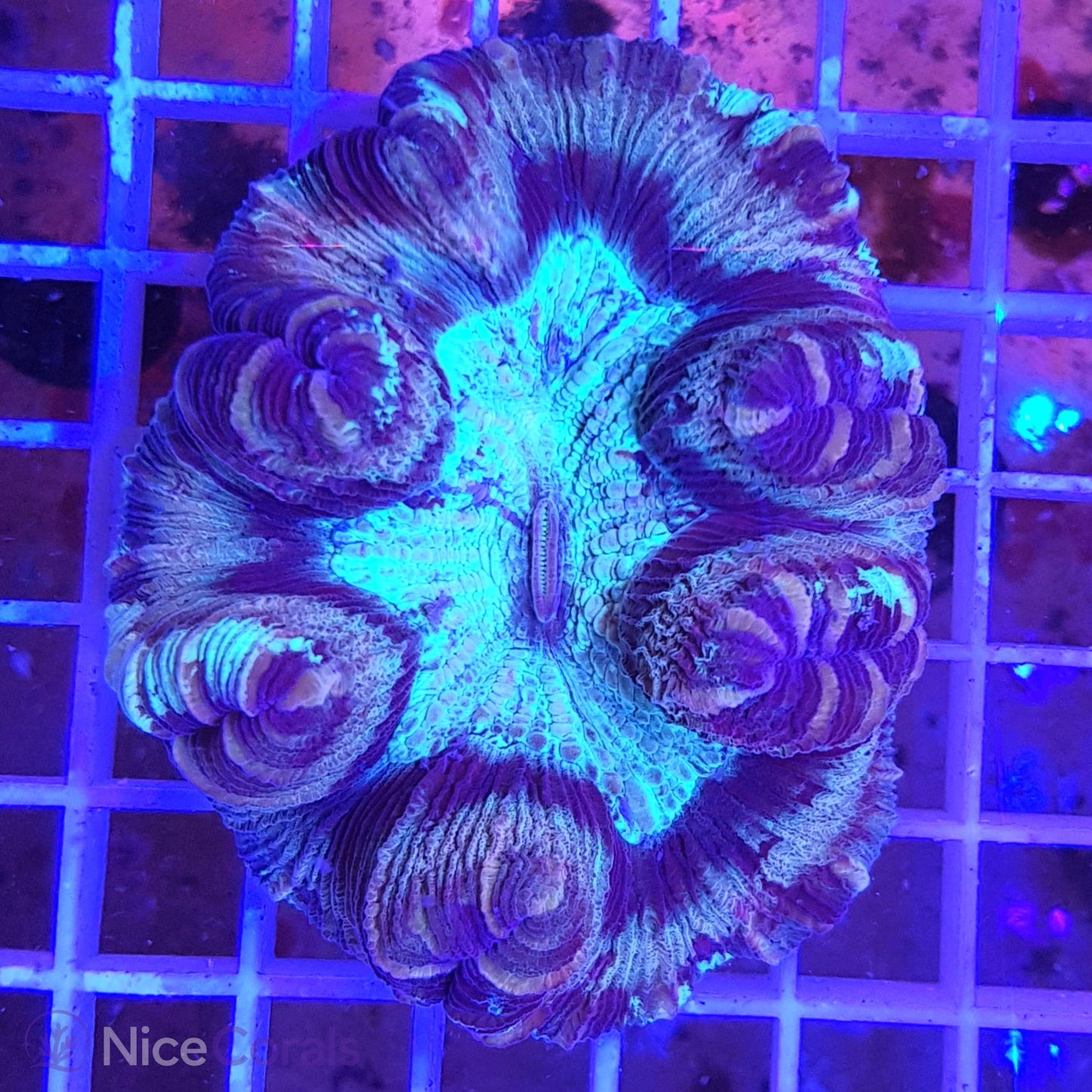 Trachyphyllia