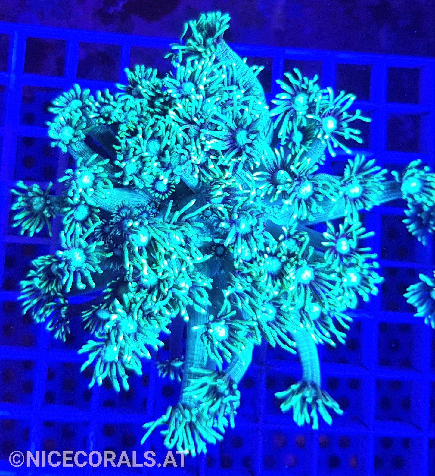 Goniopora