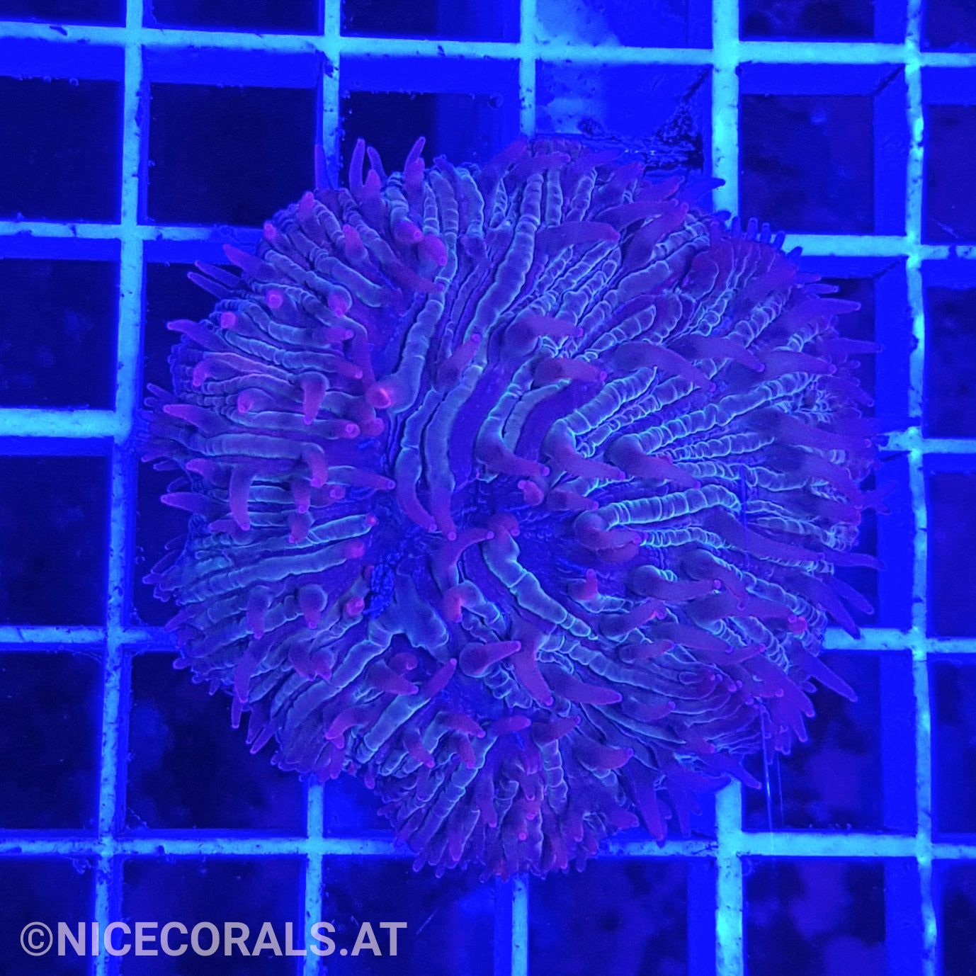 Cycloseris fragilis