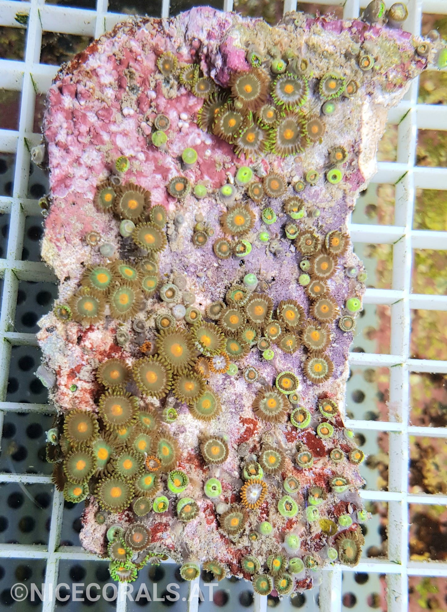 Zoanthus