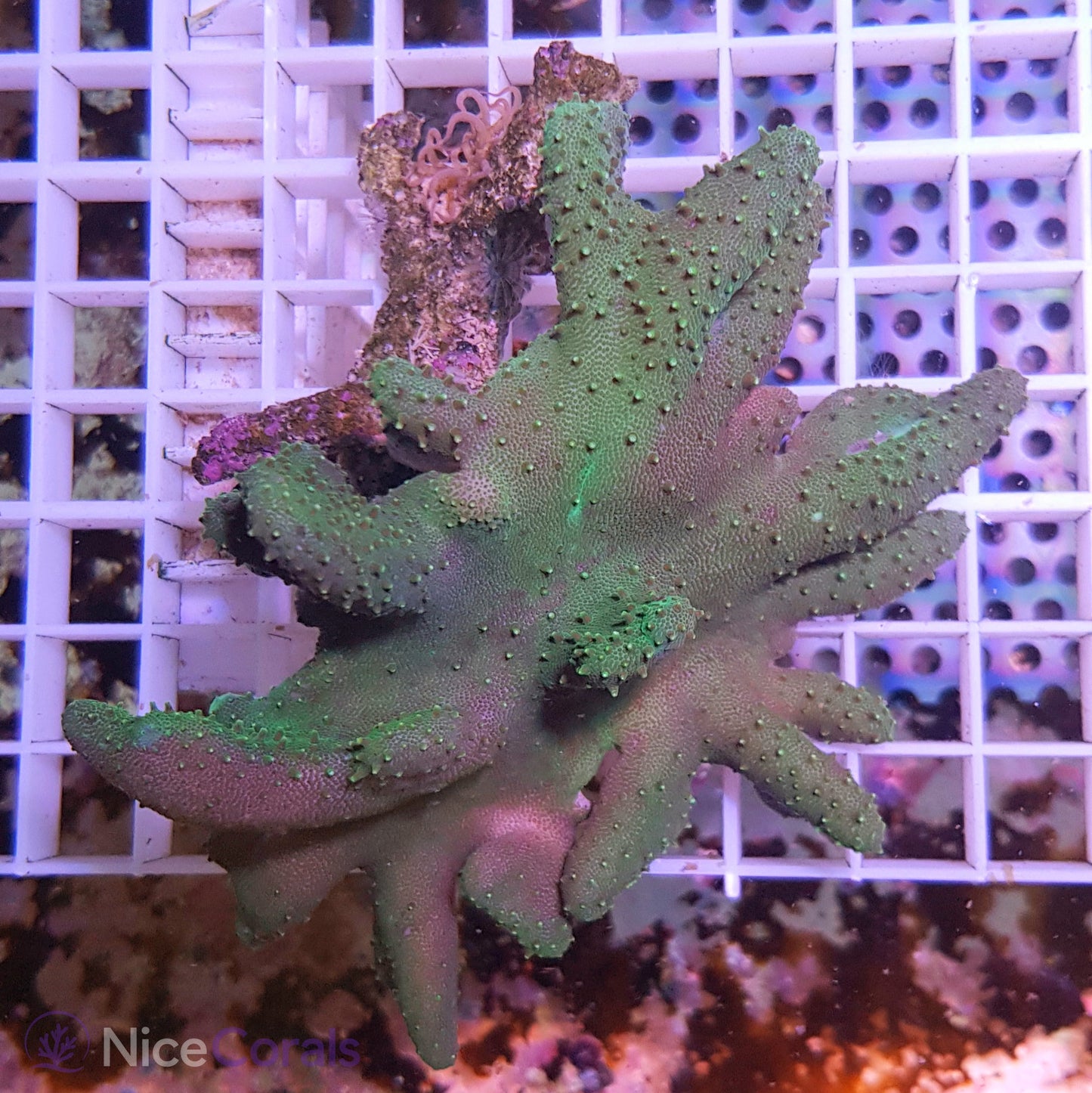 Lobophytum
