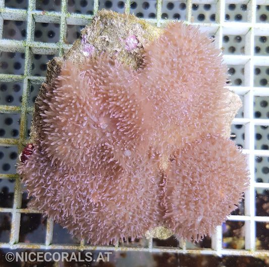 Rhodactis
