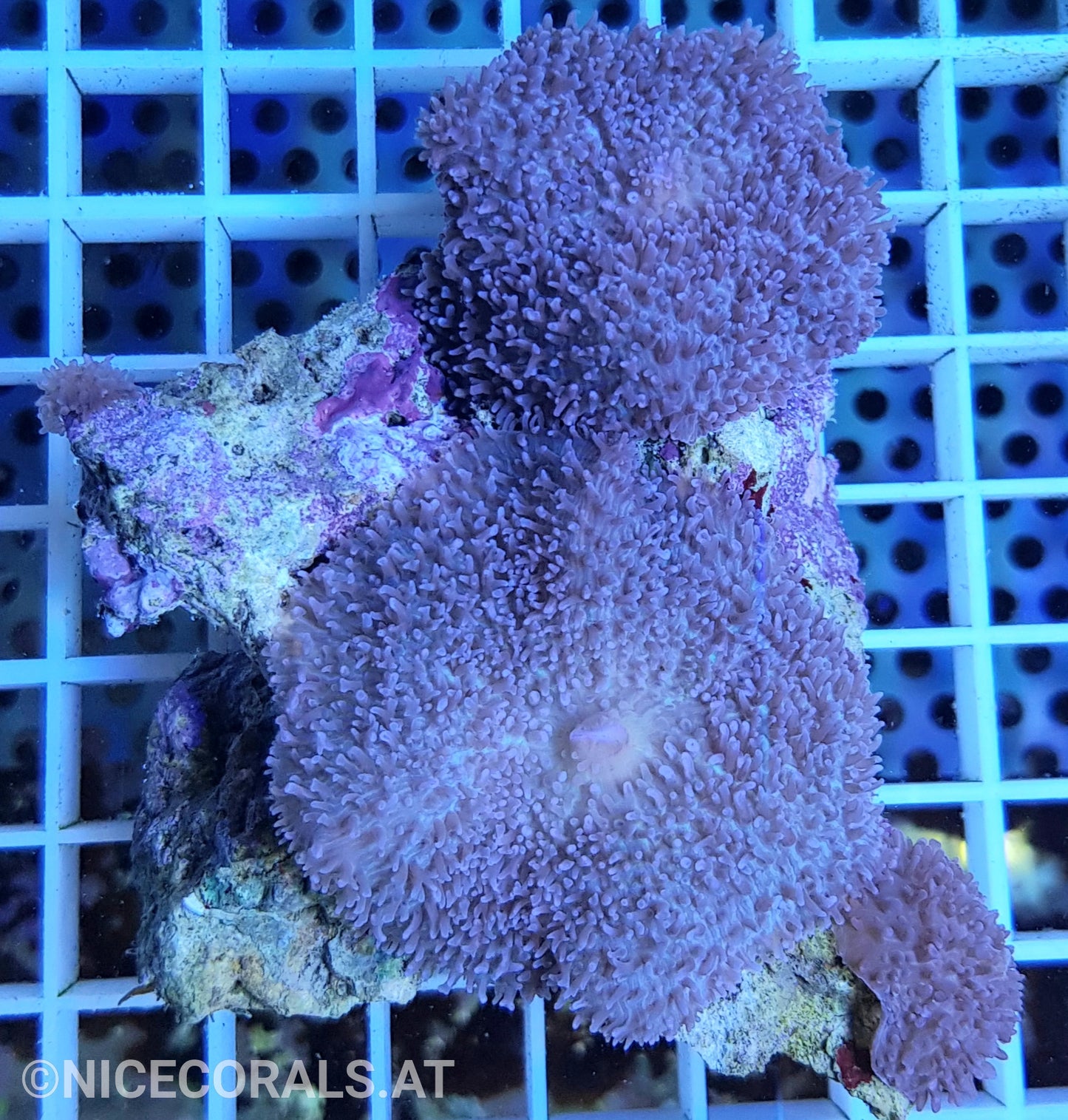 Rhodactis