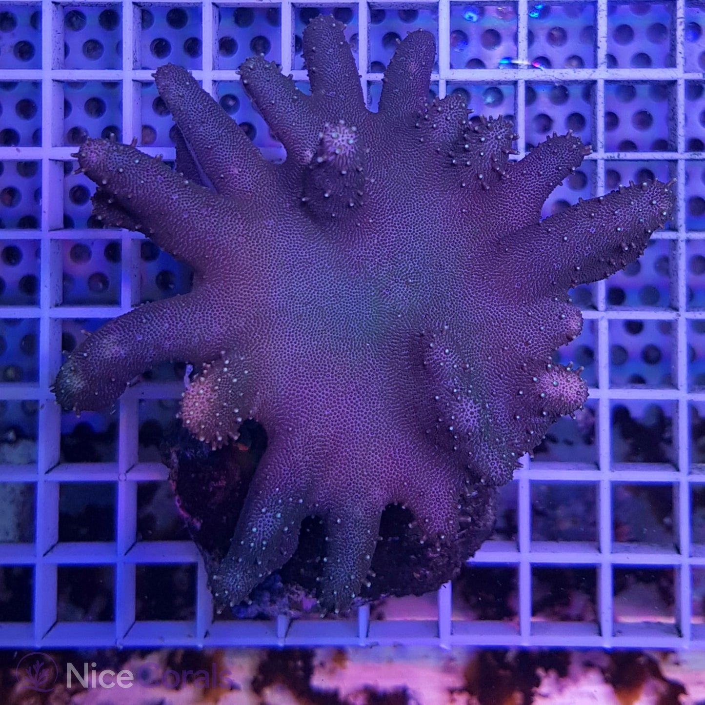 Lobophytum