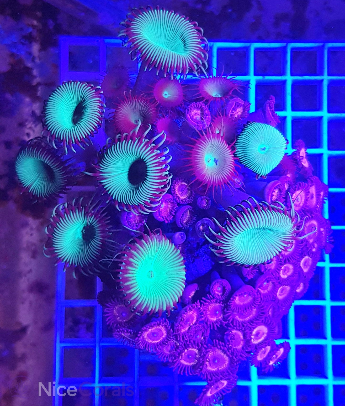 Zoanthus