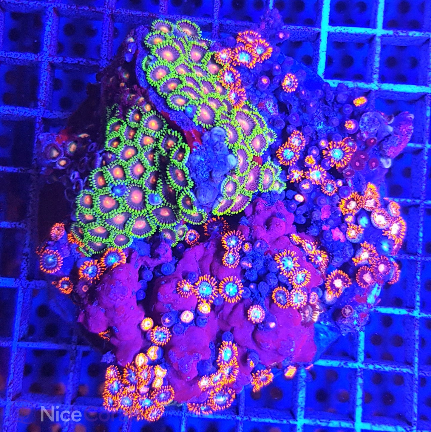 Zoanthus Mix