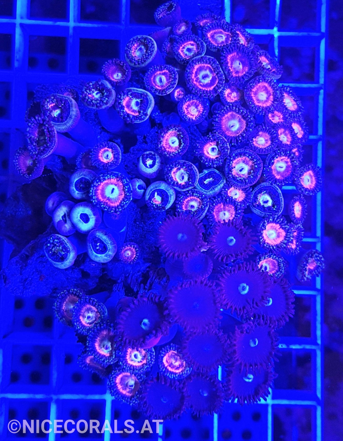 Zoanthus