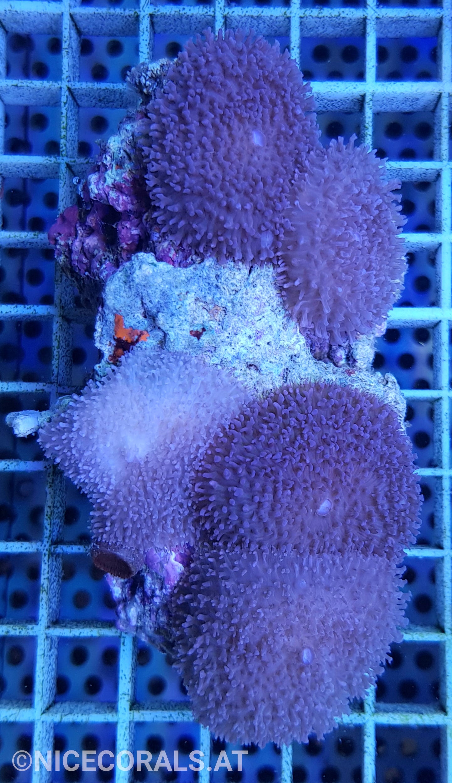 Rhodactis
