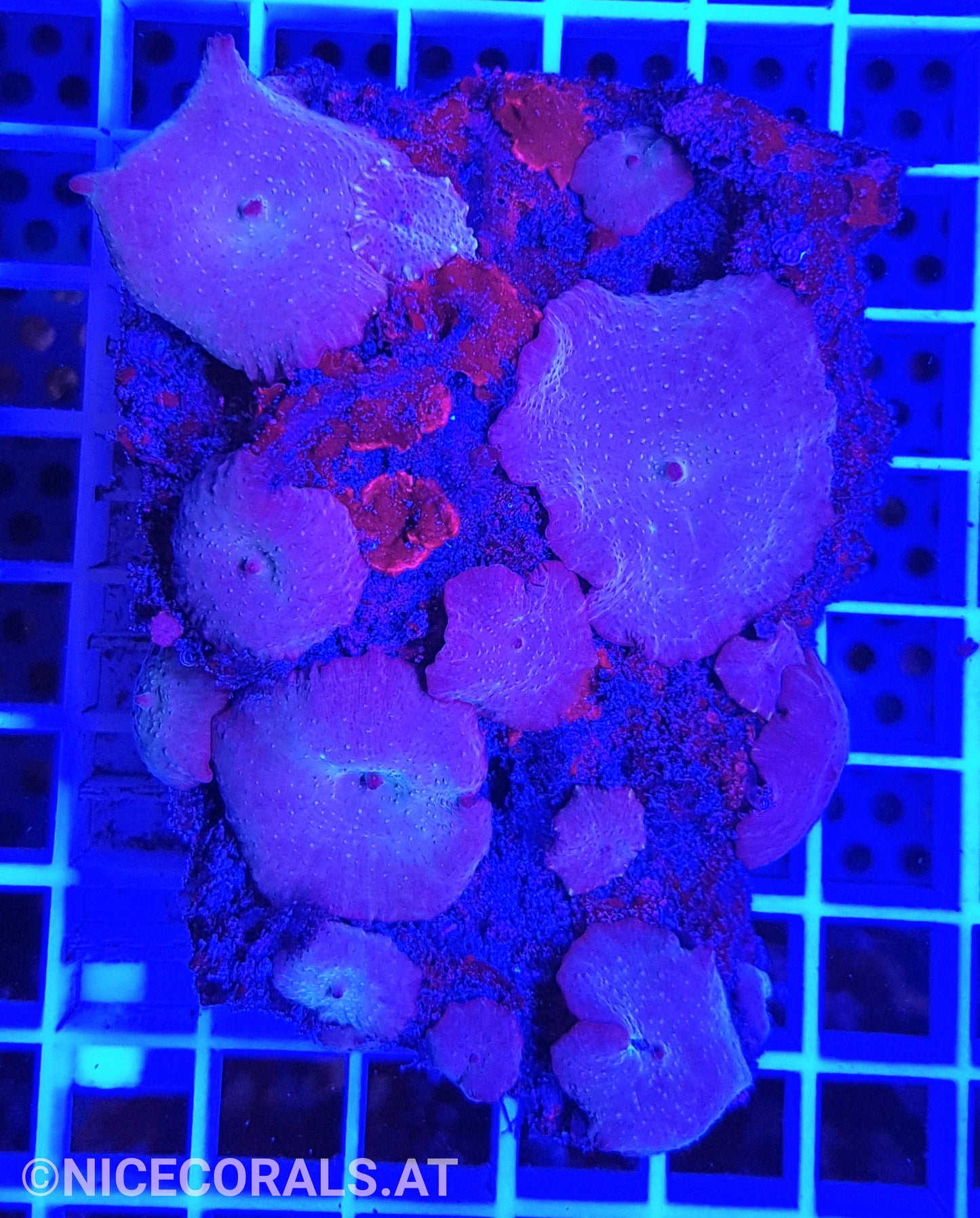Discosoma