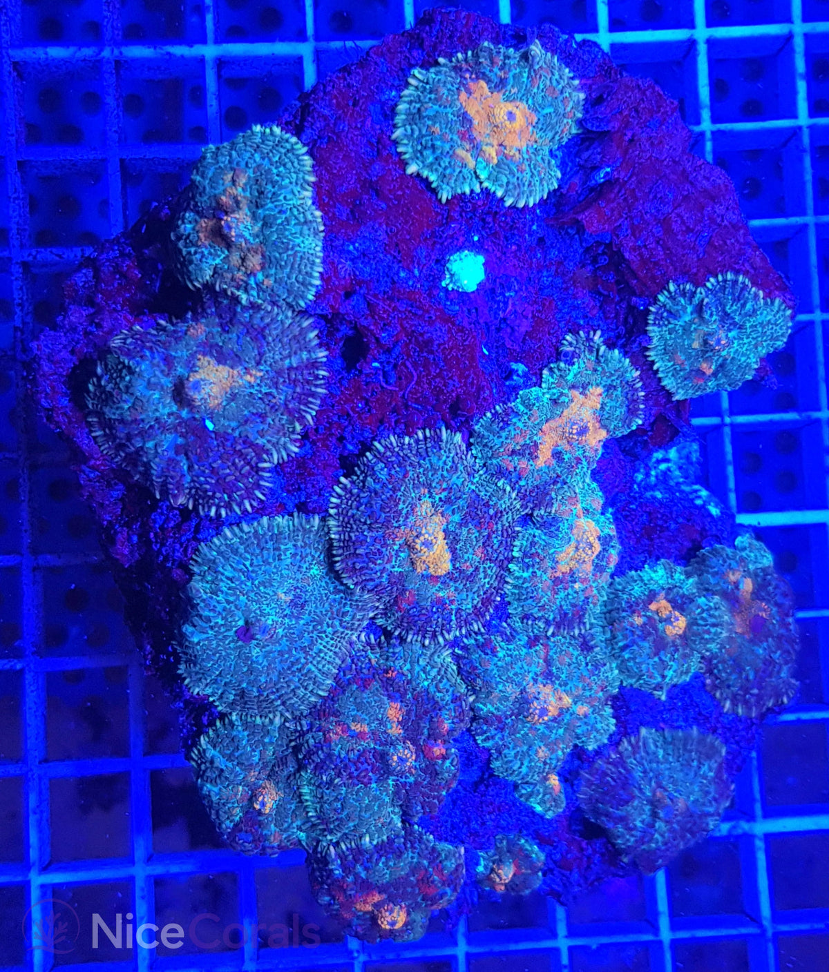 Rhodactis Multicolor