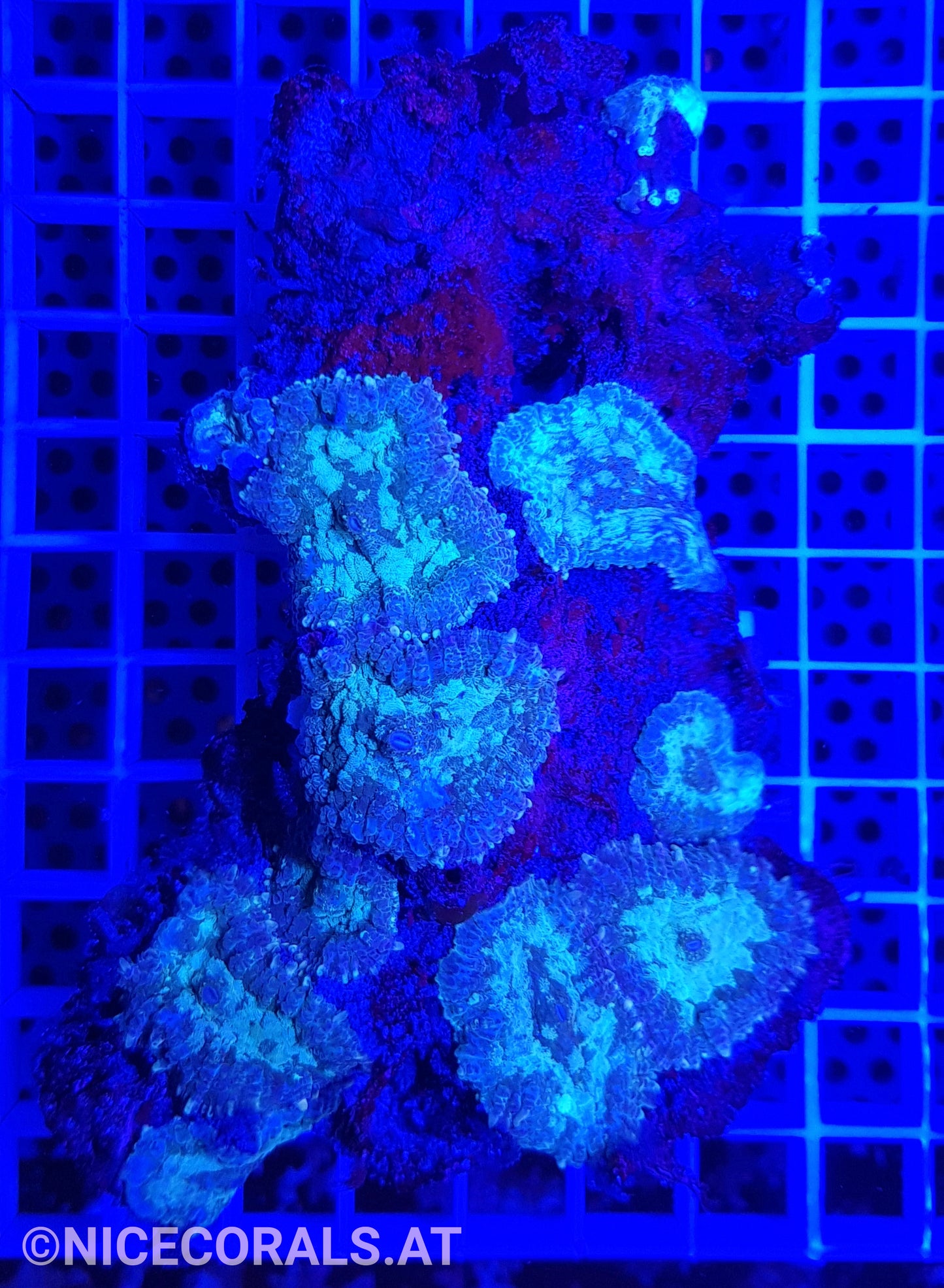 Rhodactis